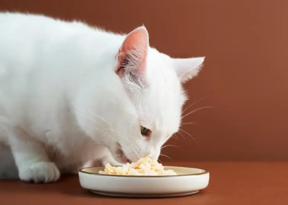 Kasih Nasi ke Kucing Bisa Bikin Sehat atau Justru Bahaya? Cek Faktanya di Sini!