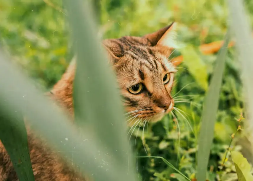 6 Cara Ampuh Agar Kucing Tidak Kedinginan Saat Musim Hujan