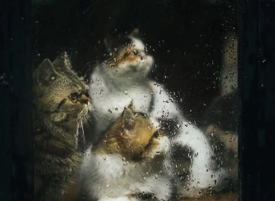 Musim Hujan Datang! Ini Cara Merawat Kucing agar Tetap Sehat dan Hangat