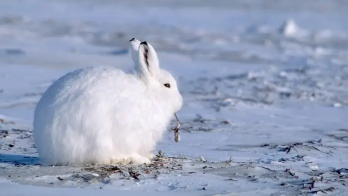 Fakta Tentang Kelinci Kutub atau Arctic Hare, Spesies yang Mampu Ubah Warna dan Berlari Secepat Kilat