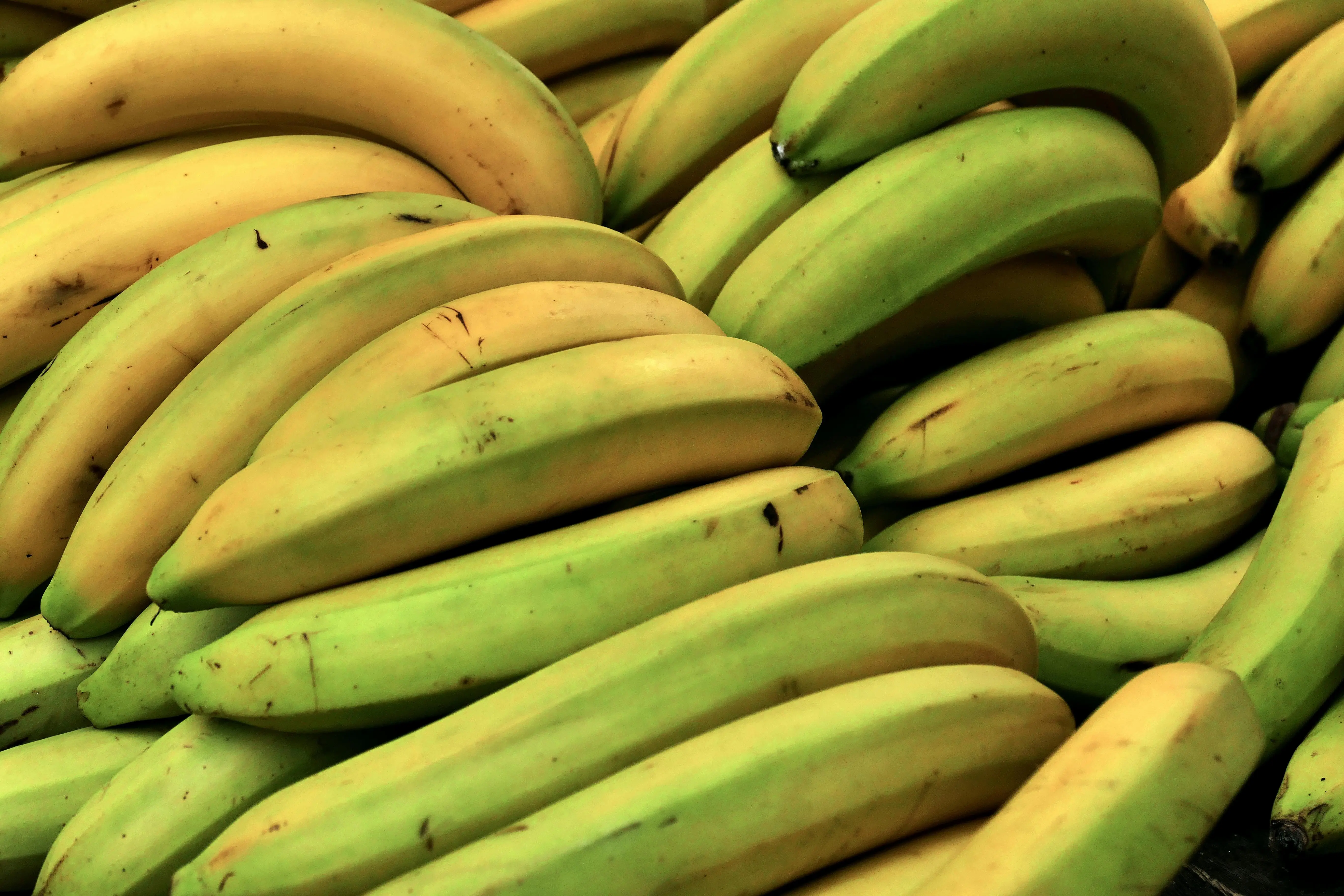 Stop Berlebihan! Inilah Beberapa Efek Samping Tak Terduga dari Konsumsi Pisang di Luar Batas Wajar