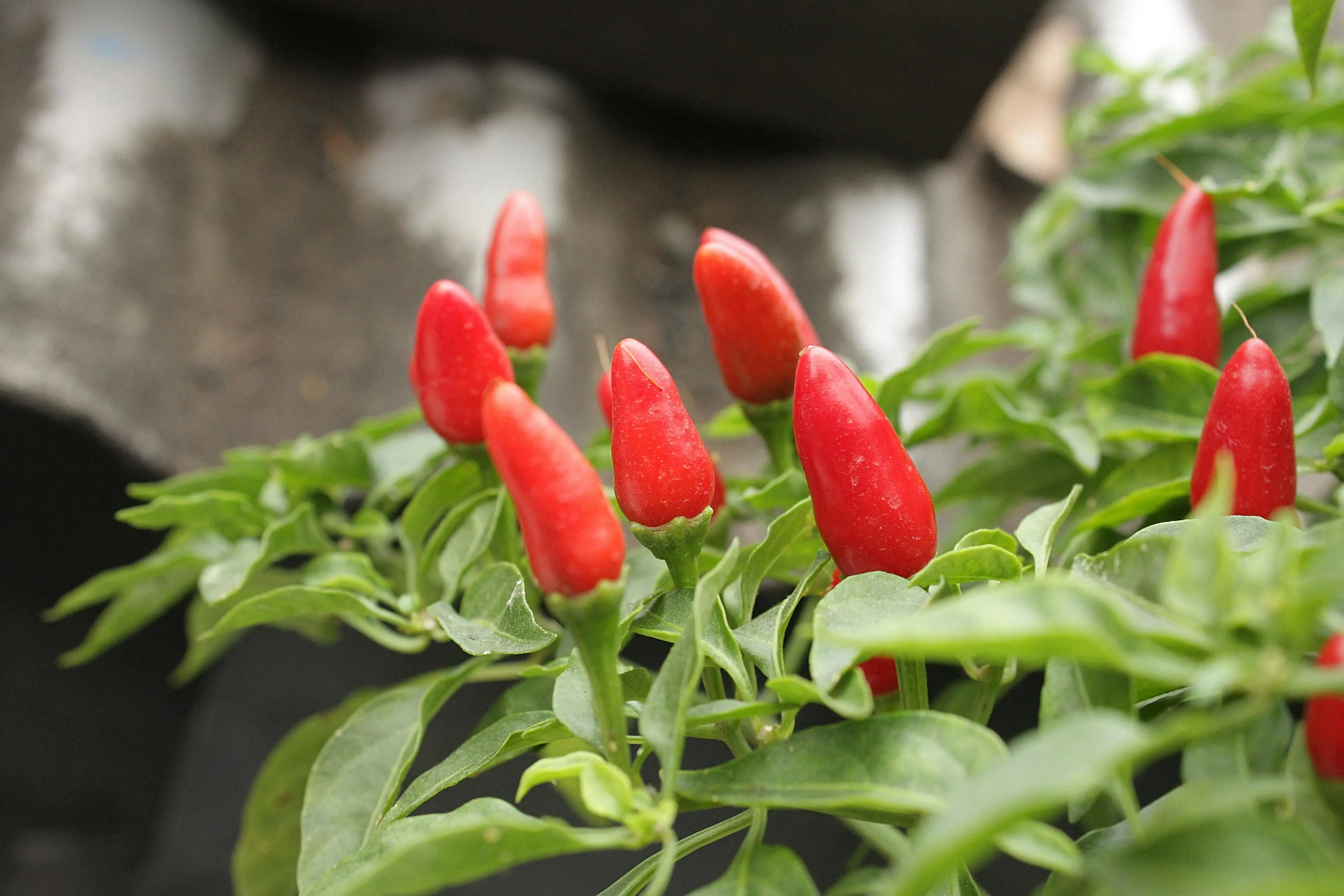Kekuatan Capsaicin: Mengupas Tuntas Aplikasi Cabai Rawit sebagai Pestisida dan Repelen Alami