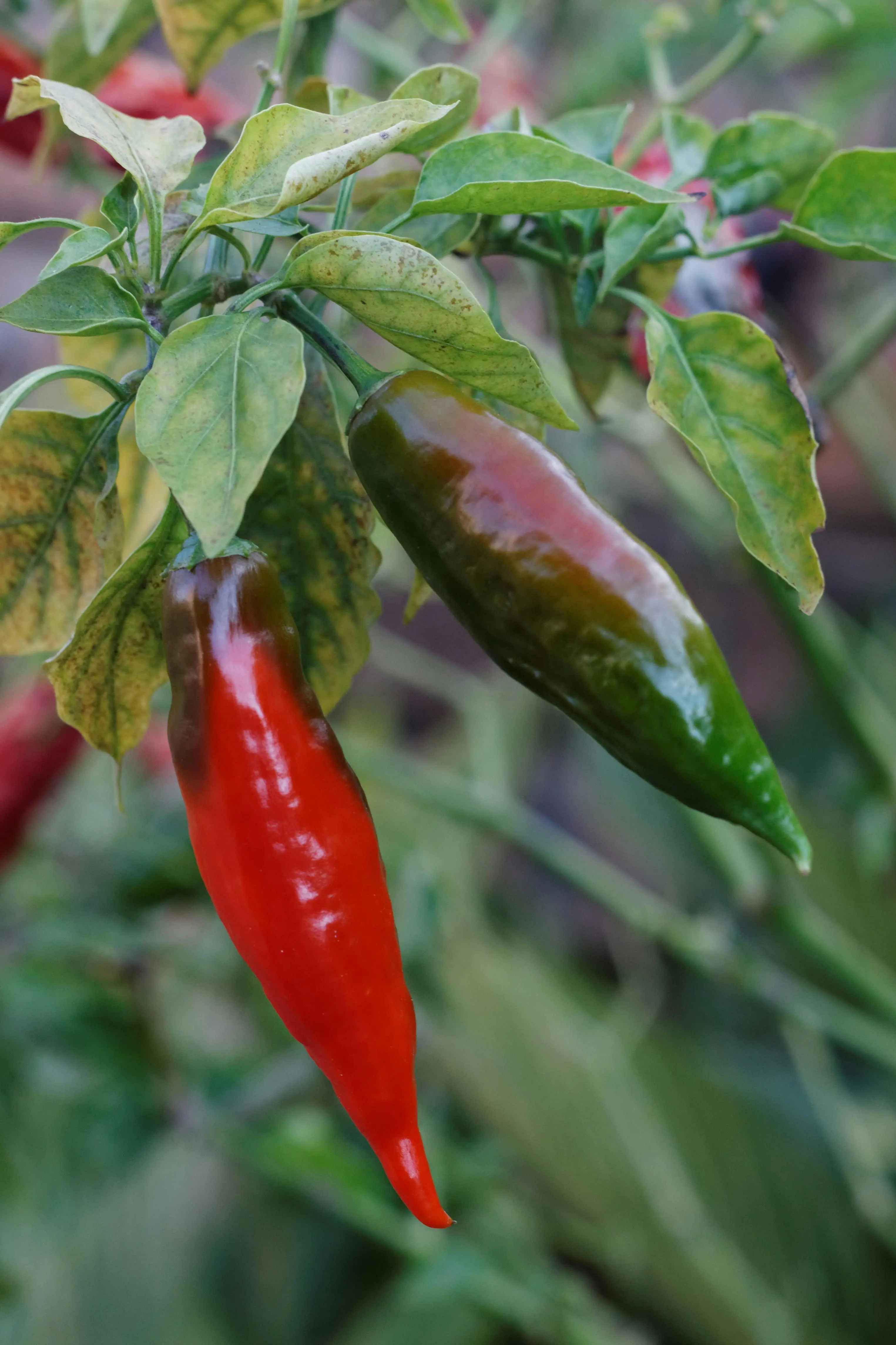 Menguak Potensi Industri: Teknik Ekstraksi Oleoresin dan Capsaicin Murni dari Cabai Rawit