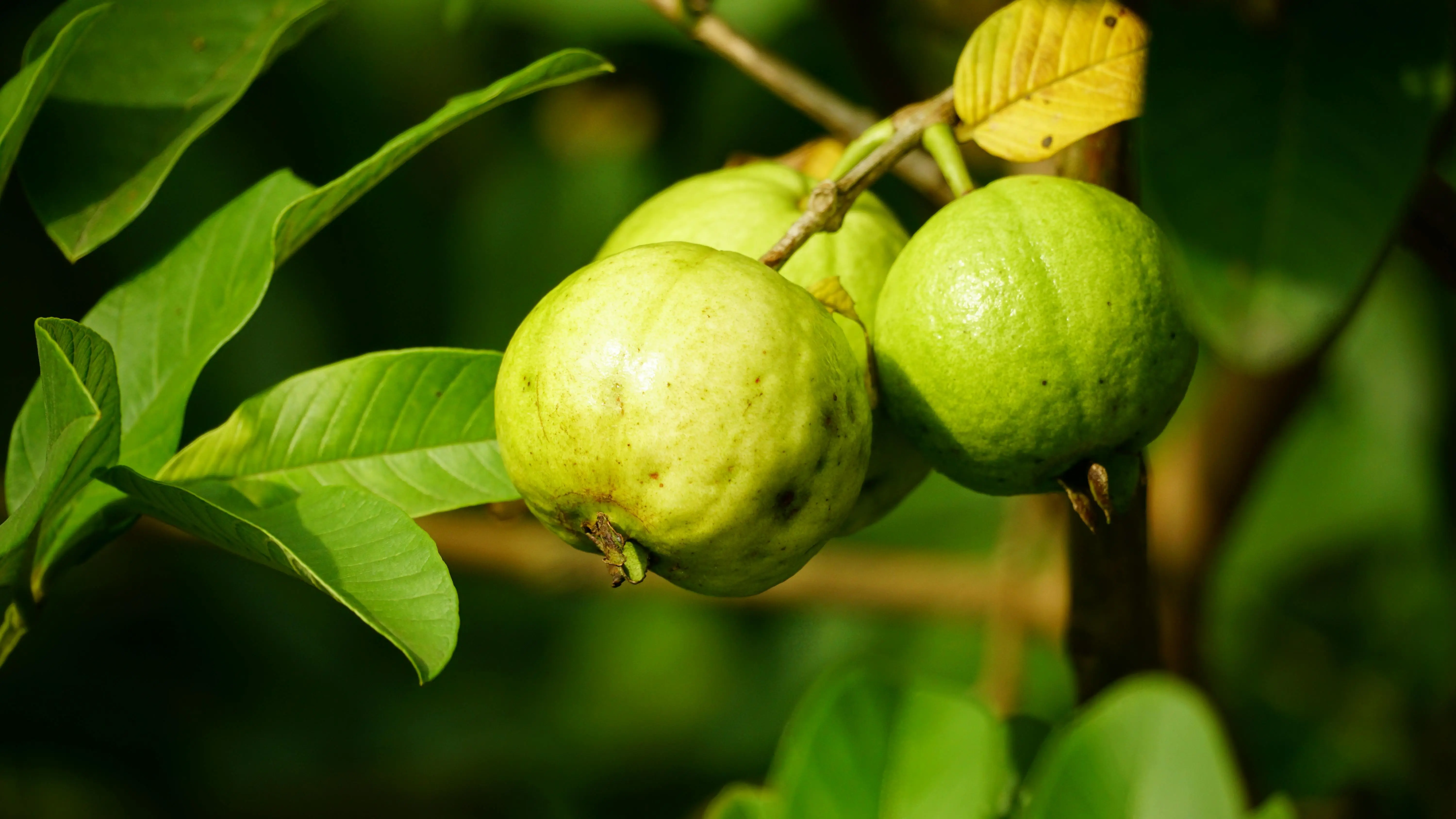 Perubahan Biokimia Gizi Jambu: Memahami Korelasi Antara Suhu Pengolahan dan Degradasi Vitamin C
