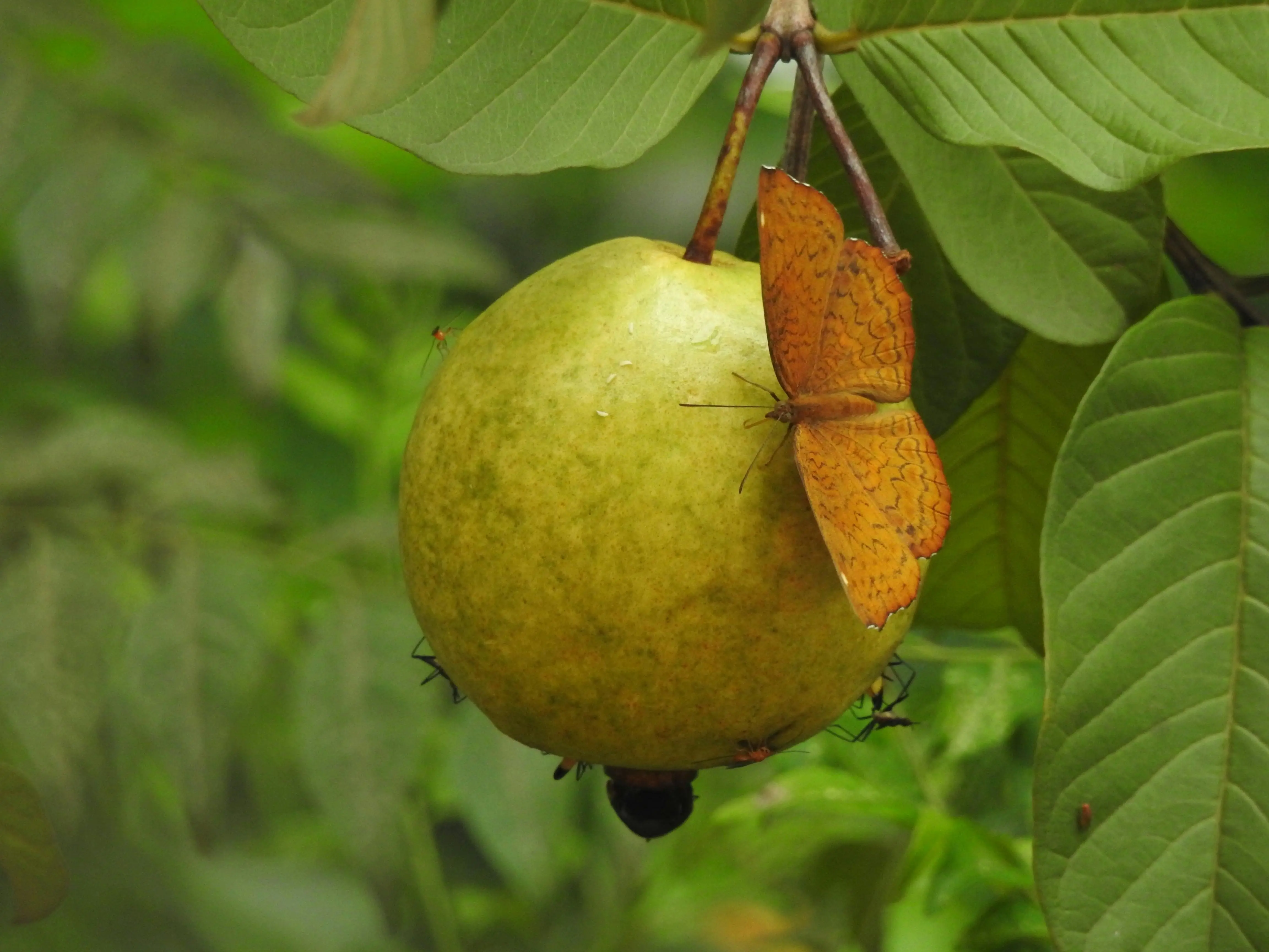 Kunci Sukses Penyerapan Zat Besi: Mengulas Peran Ajaib Jambu Biji dalam Metabolisme Tubuh