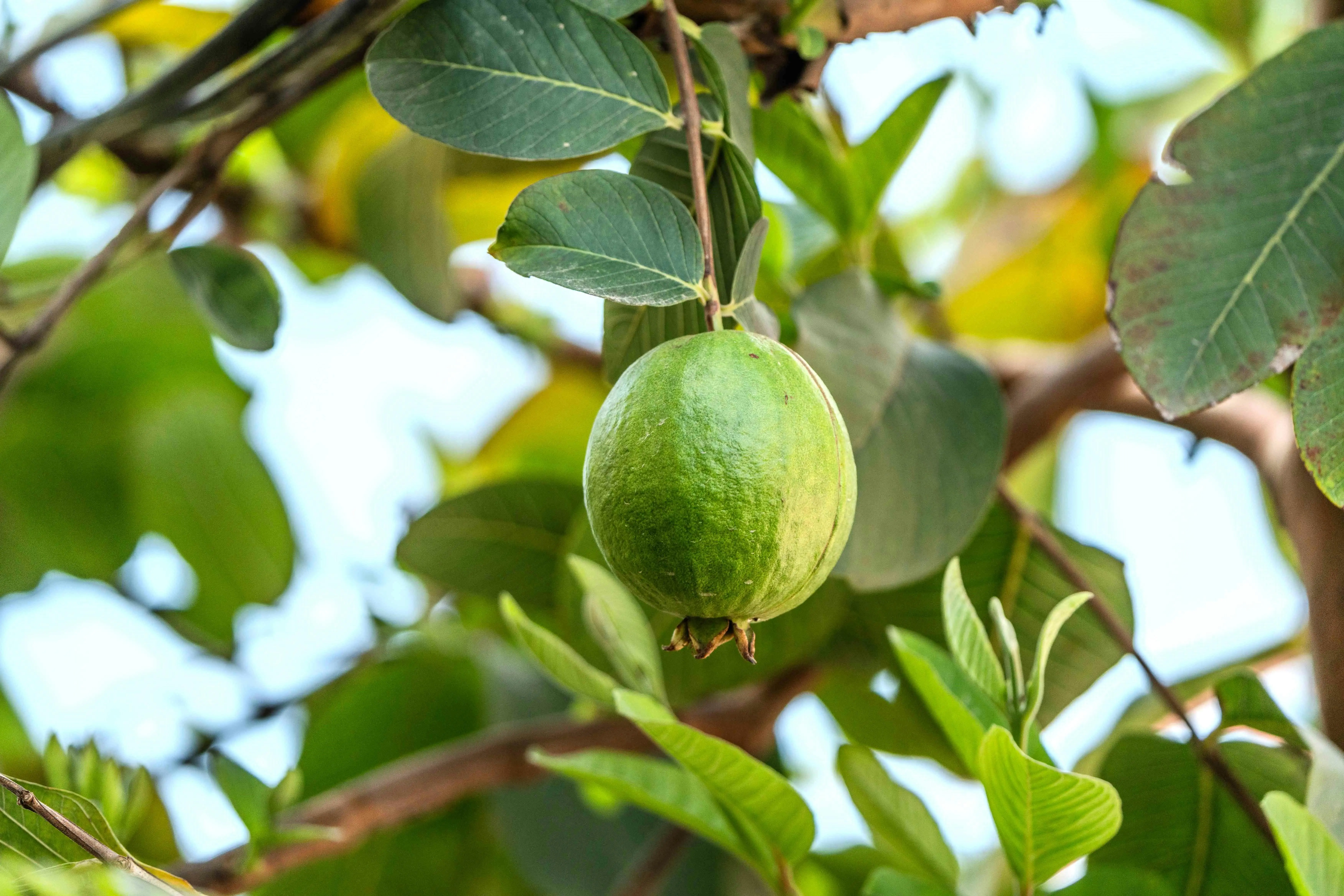 Revolusi Herbal untuk Luka Diabetes: Mengapa Daun Jambu Biji Layak Jadi Pilihan