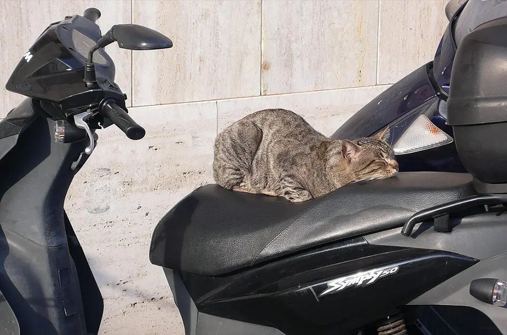 5 Cara Ampuh Melindungi Jok Motor dari Cakaran Kucing, Bikin Tetap Aman