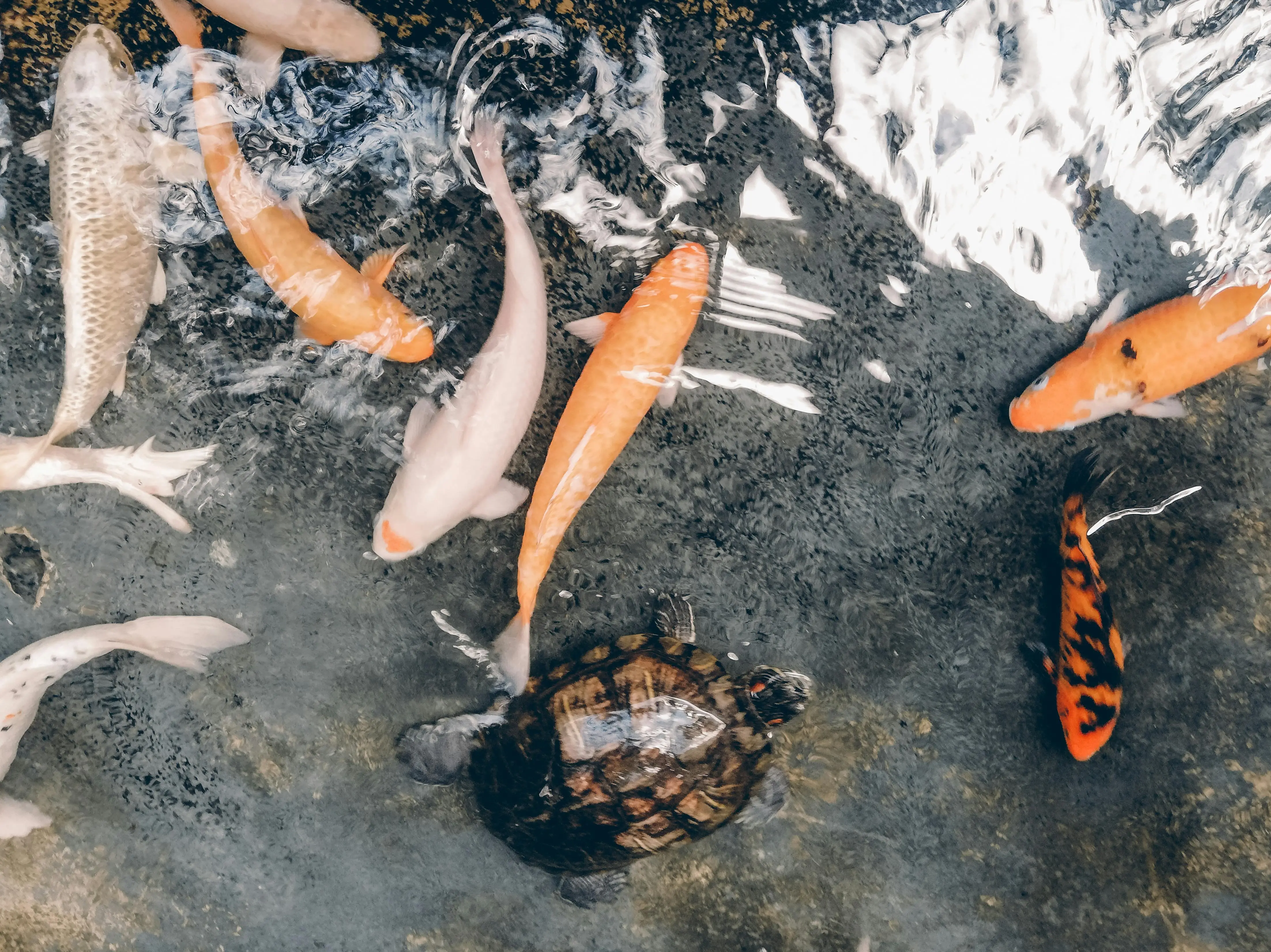Mengungkap Rahasia Air Jernih: Memahami Sistem Biofiltrasi untuk Kolam Ikan yang Sehat