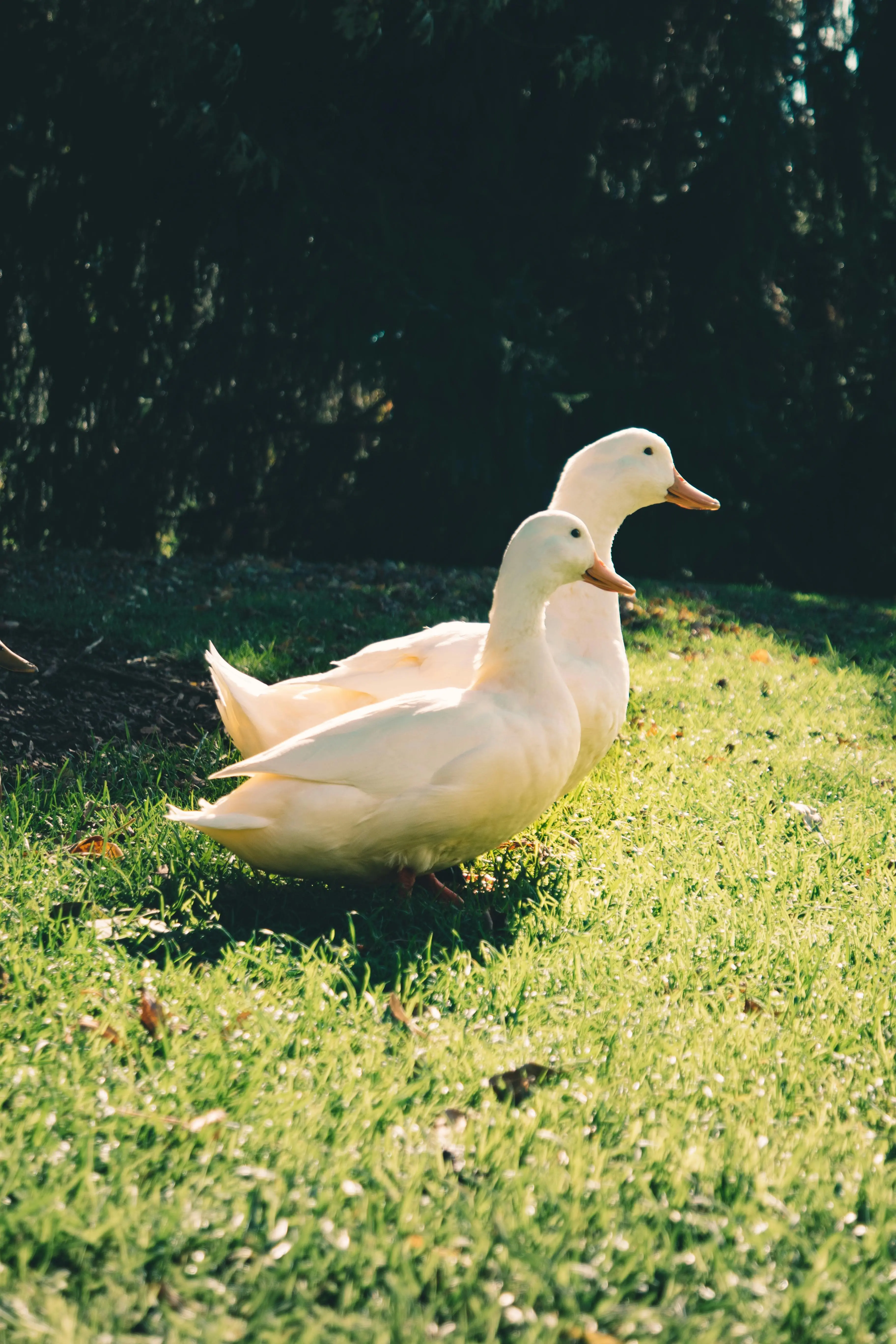 Kunci Sukses Bebek Sehat dan Gemuk: Pemanfaatan Teknologi Pakan Nano-Herbal dalam Peternakan Modern