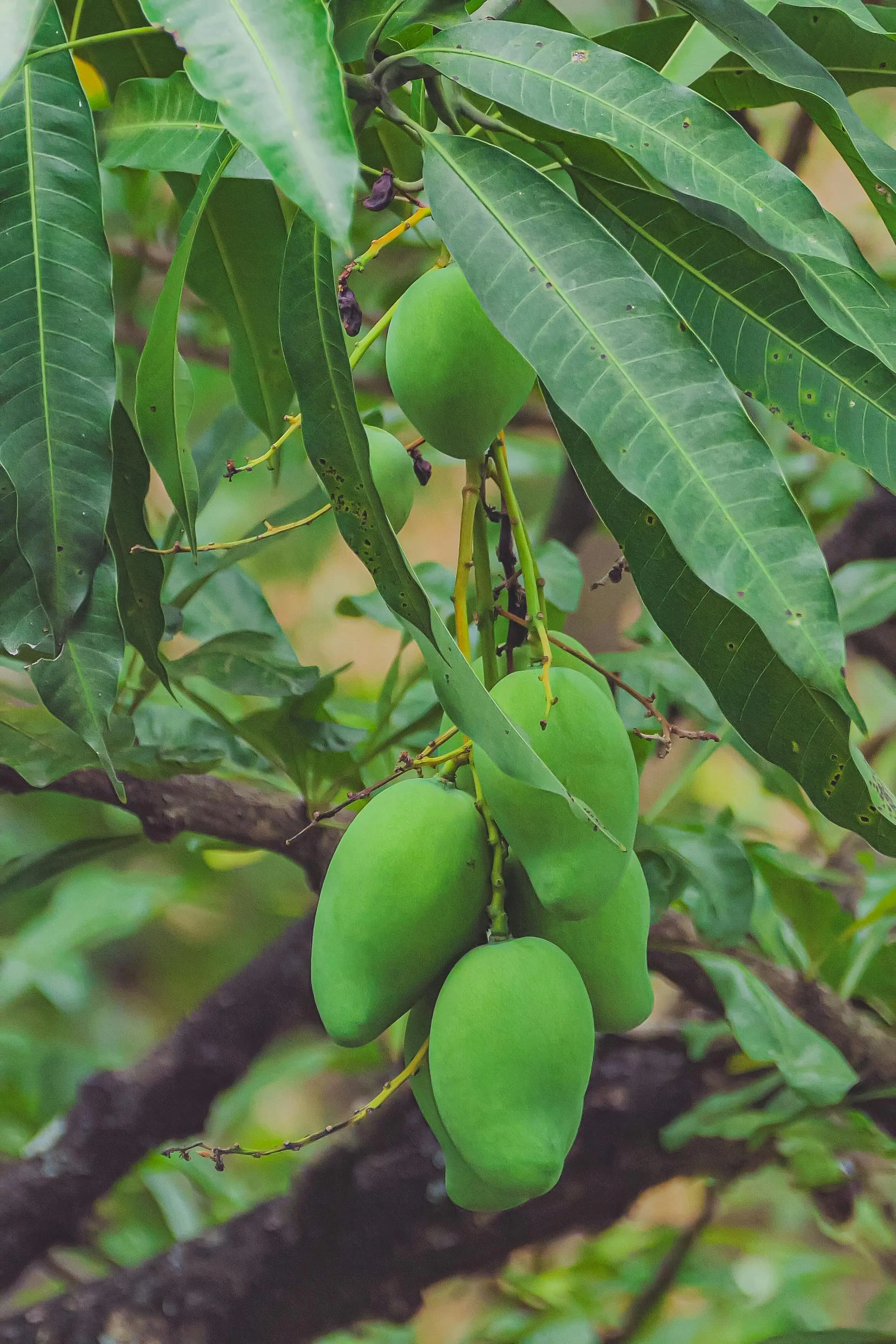 Cara Mangga Meningkatkan Kesehatan Pencernaan. SImak Penjelasanya