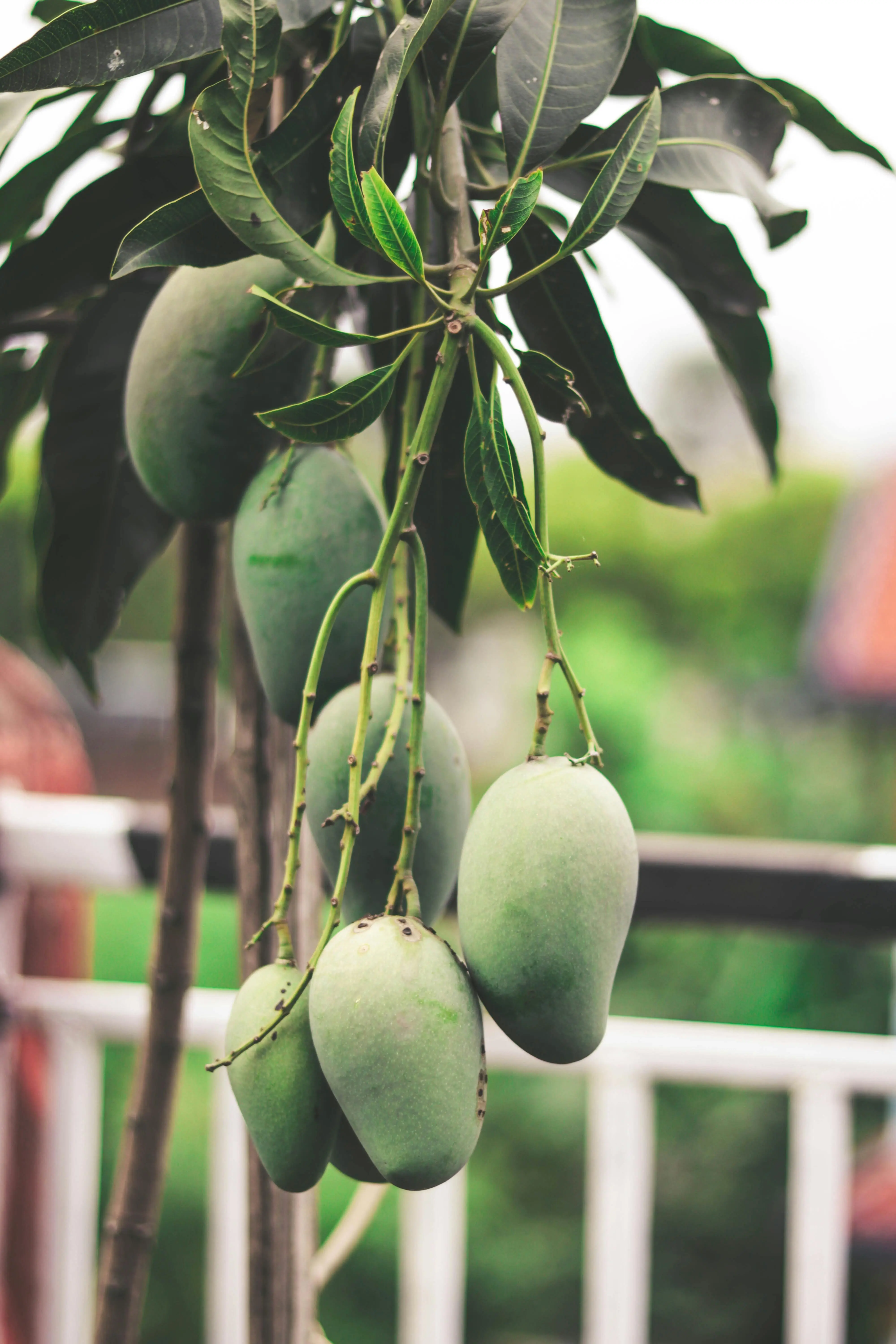 Mangga Sebagai Sumber Vitamin C dan A Terbaik untuk Imunitas dan Mata