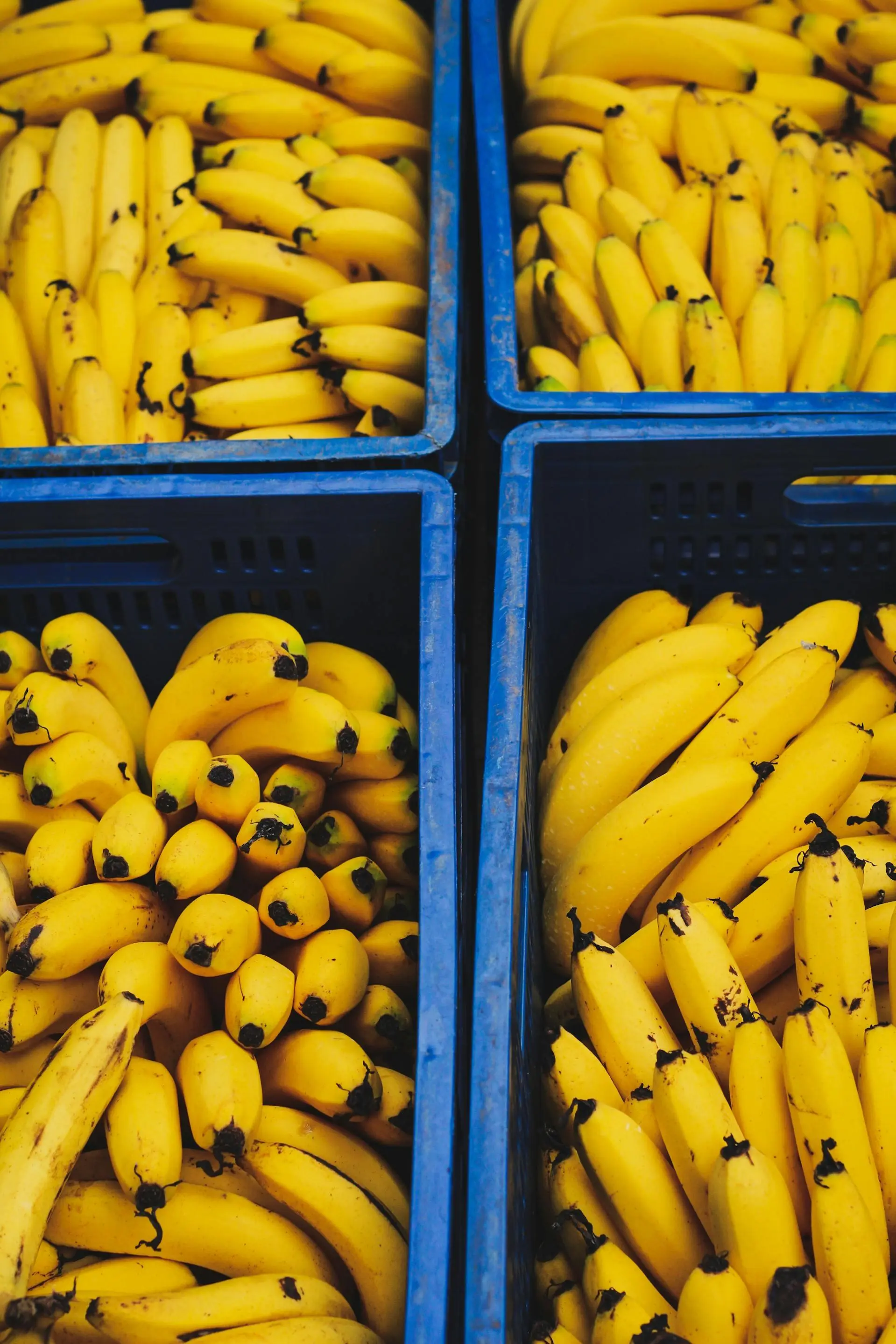 Pisang Ambon vs Cavendish: Mana yang Lebih Bergizi?