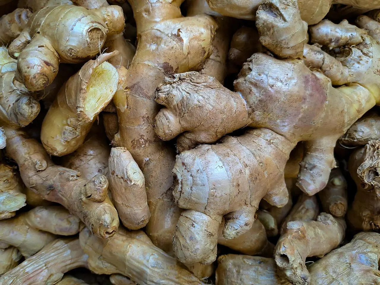Penggunaan Jahe dalam Pengobatan Ayurveda India