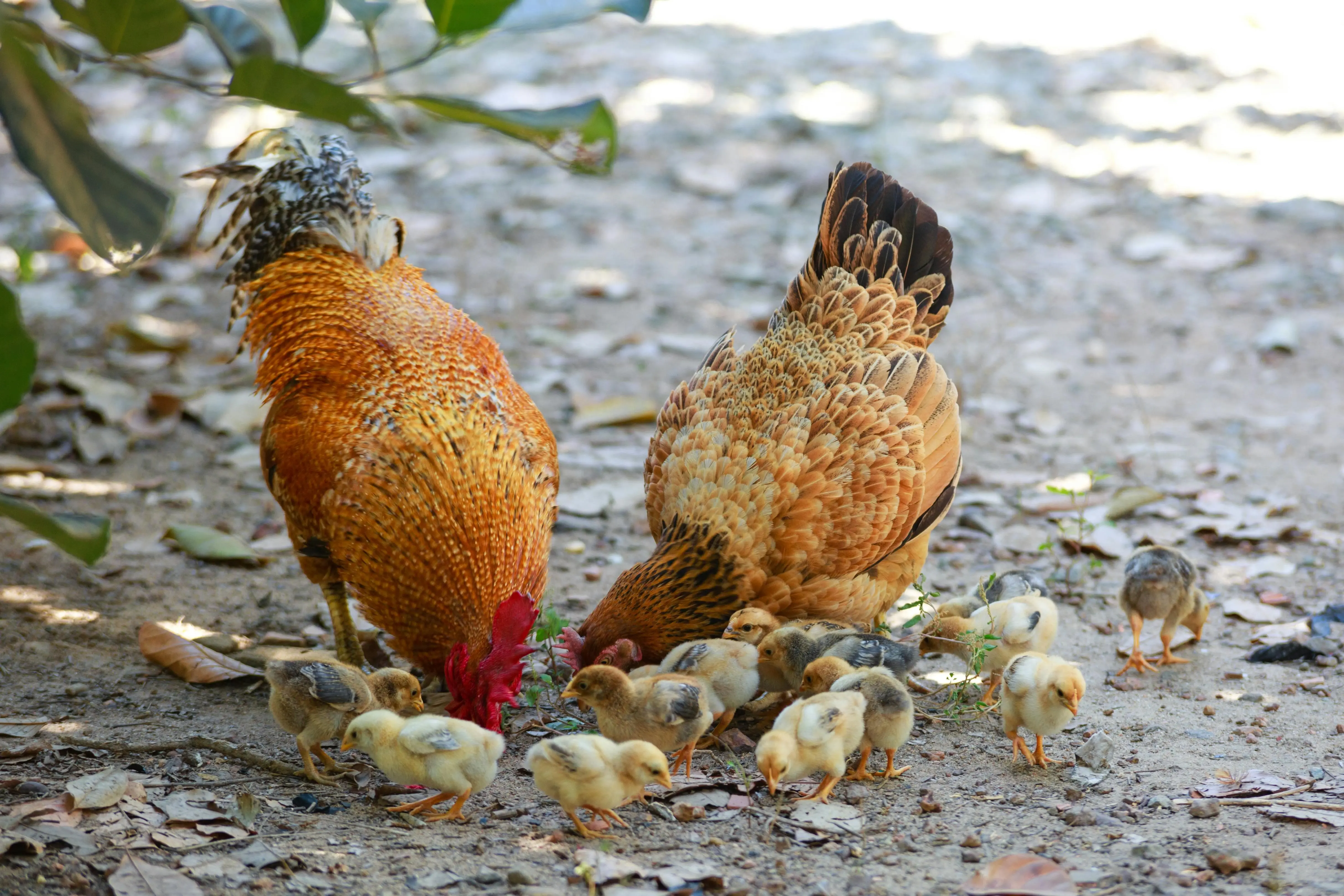 Free Range Bukan Sekadar Label: Mengapa Ayam yang Berkeliaran bebas Tanpa Kandang Lebih Bahagia dan Dagingnya Lebih Sehat