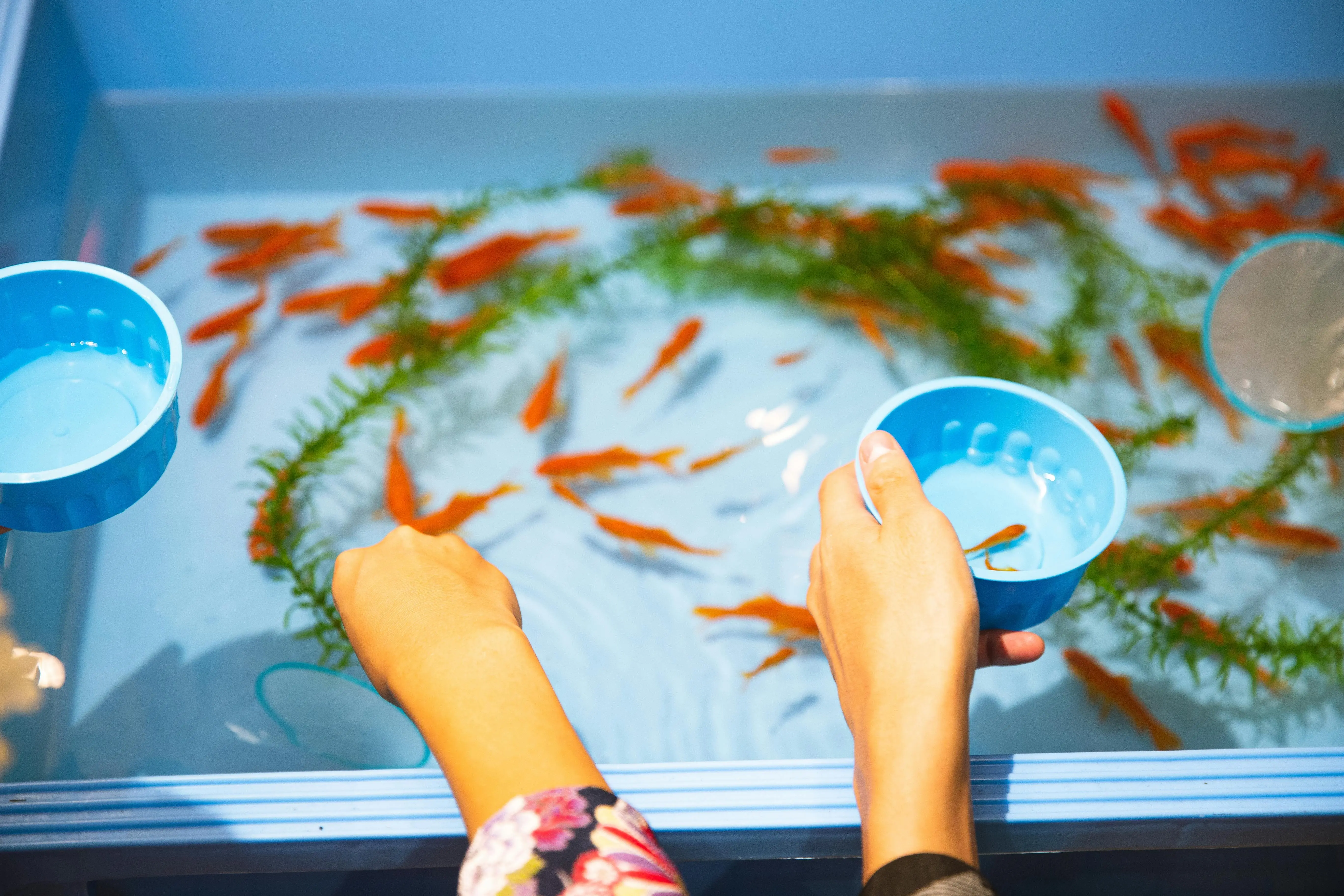 Cara Menjaga Kebersihan Kolam Ikan tanpa Merusak Keseimbangan Ekosistemnya