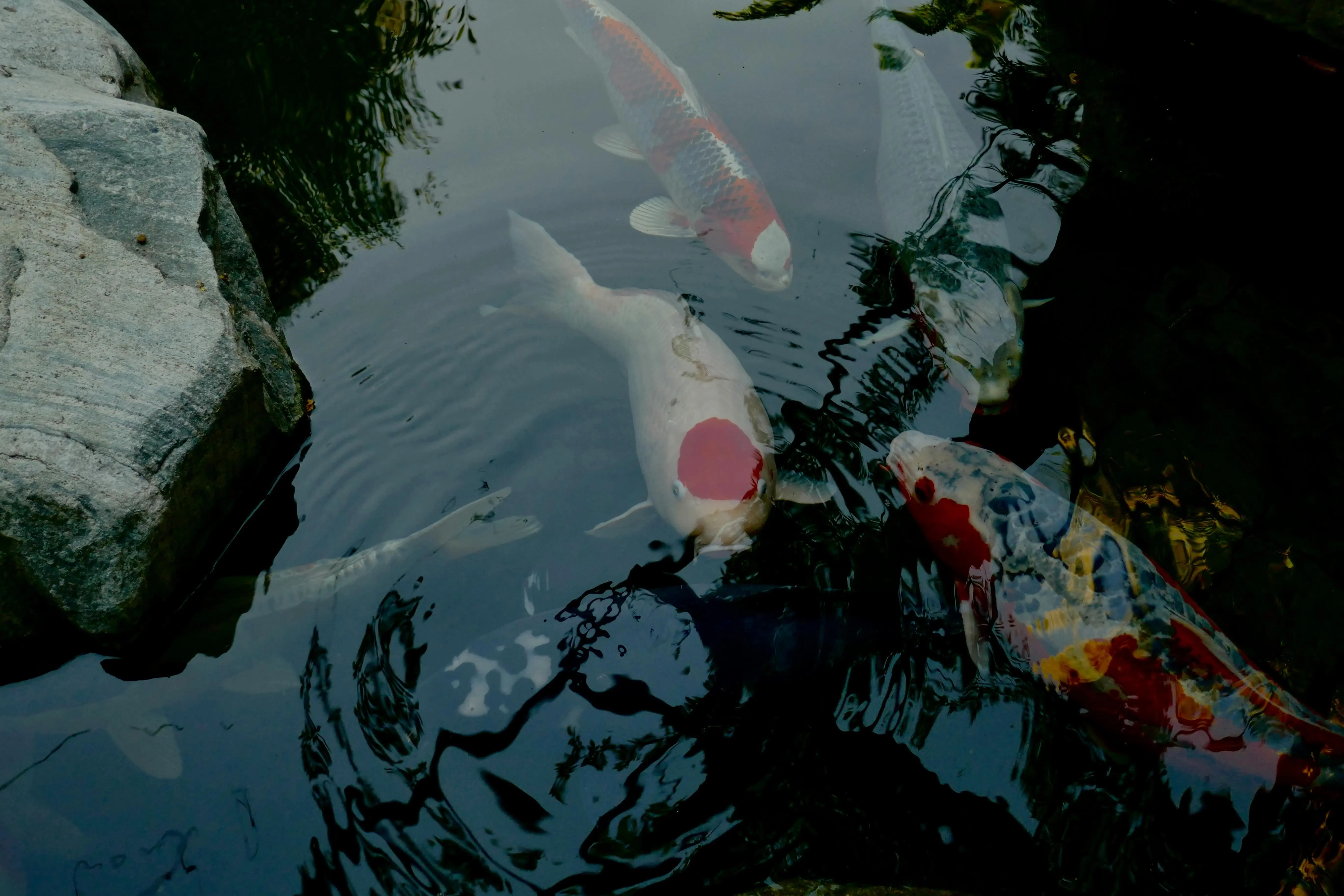 Rahasia Kolam Ikan Alami: Mengupas Tuntas Peran Batu Karang dalam Ekosistem dan Dekorasi