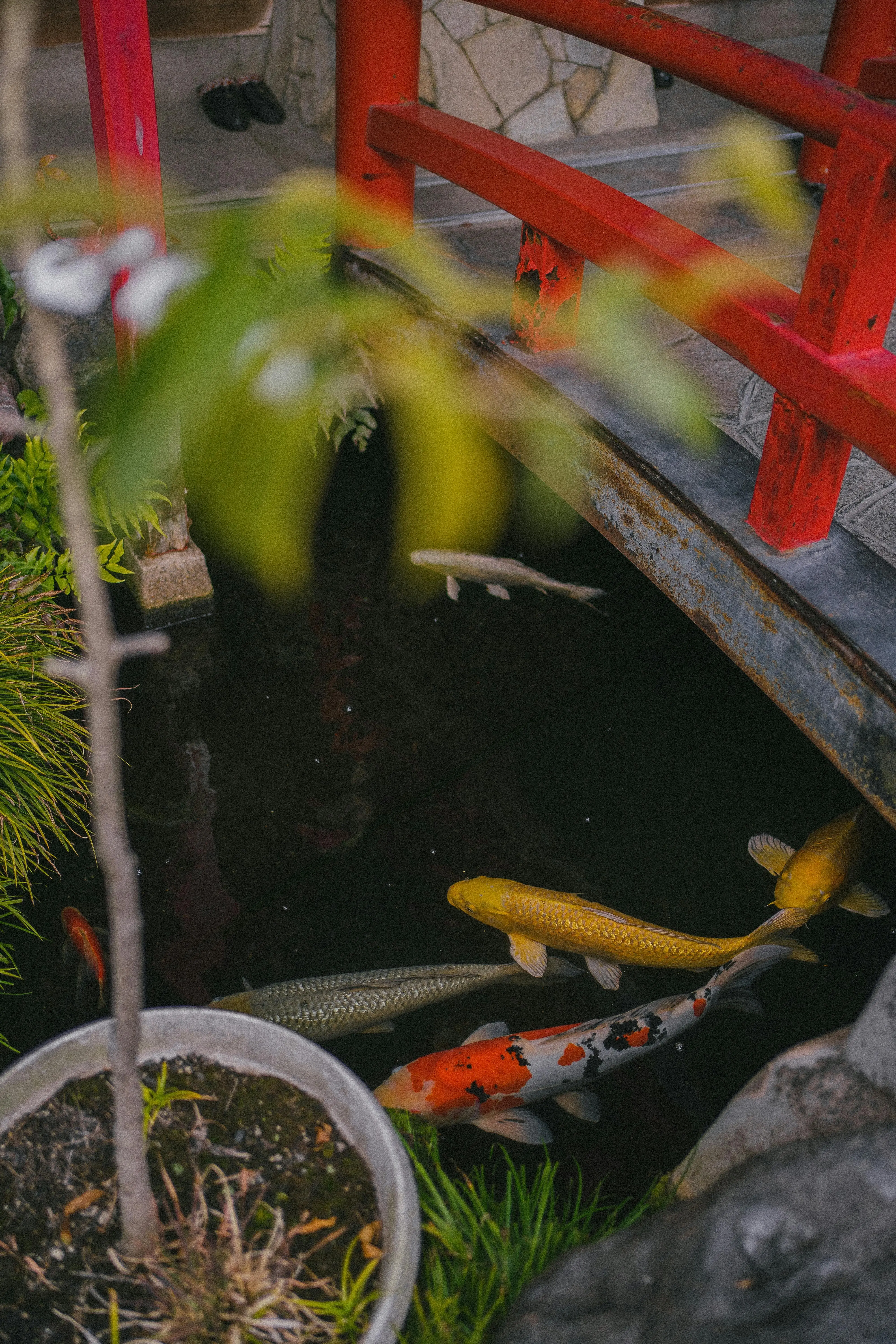 Langkah Demi Langkah Menciptakan Kolam Ikan Kecil di Teras yang Estetik dan Mudah Dirawat