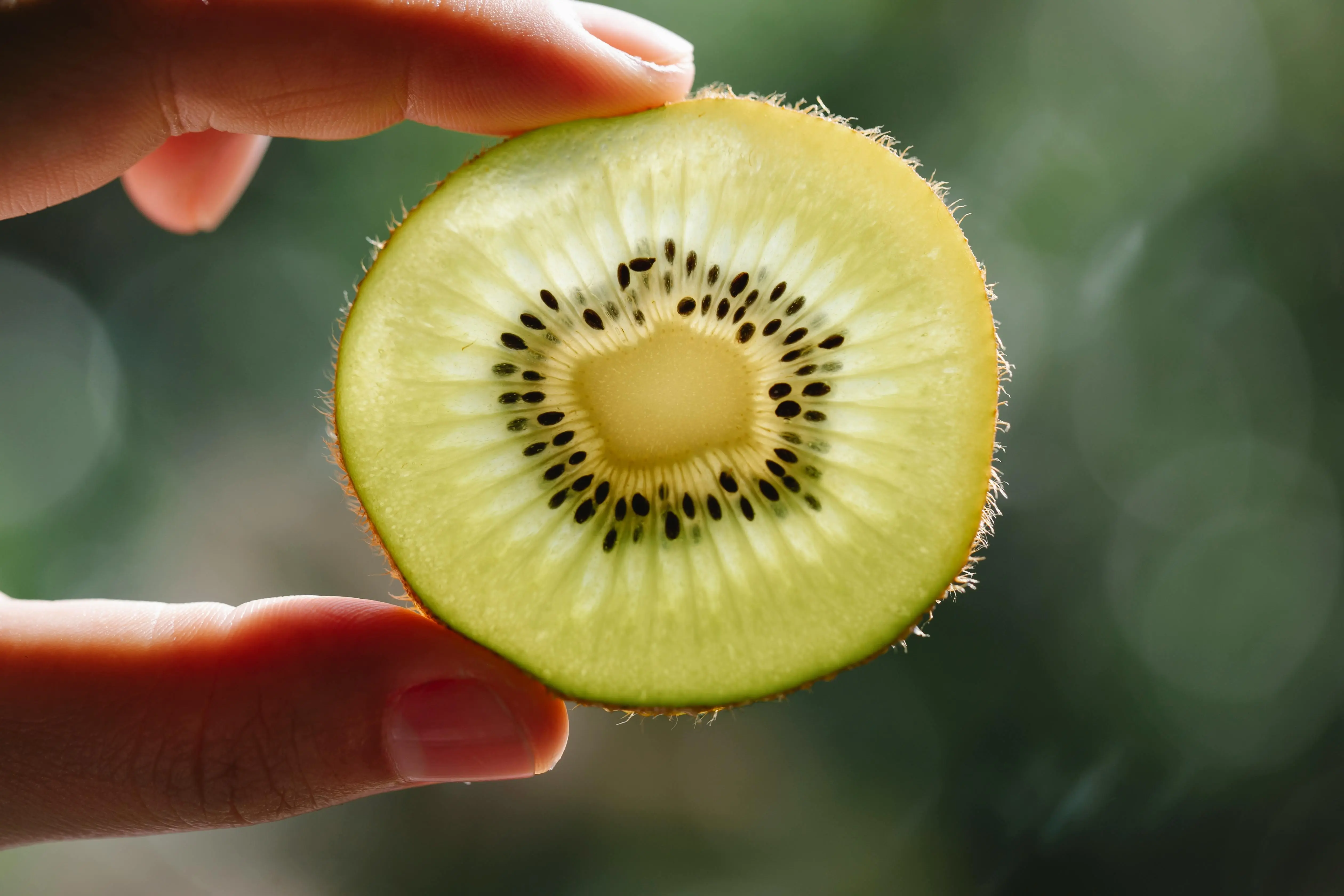 Kupas Tuntas: Cara Kerja Aktinidin Kiwi untuk Membantu Meningkatkan Penyerapan Protein dan Mempercepat Metabolisme