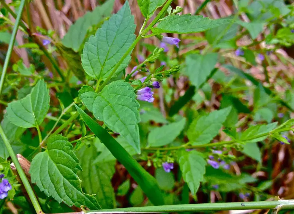 7 Tanaman Herbal yang Efektif Redakan Insomnia Secara Alami