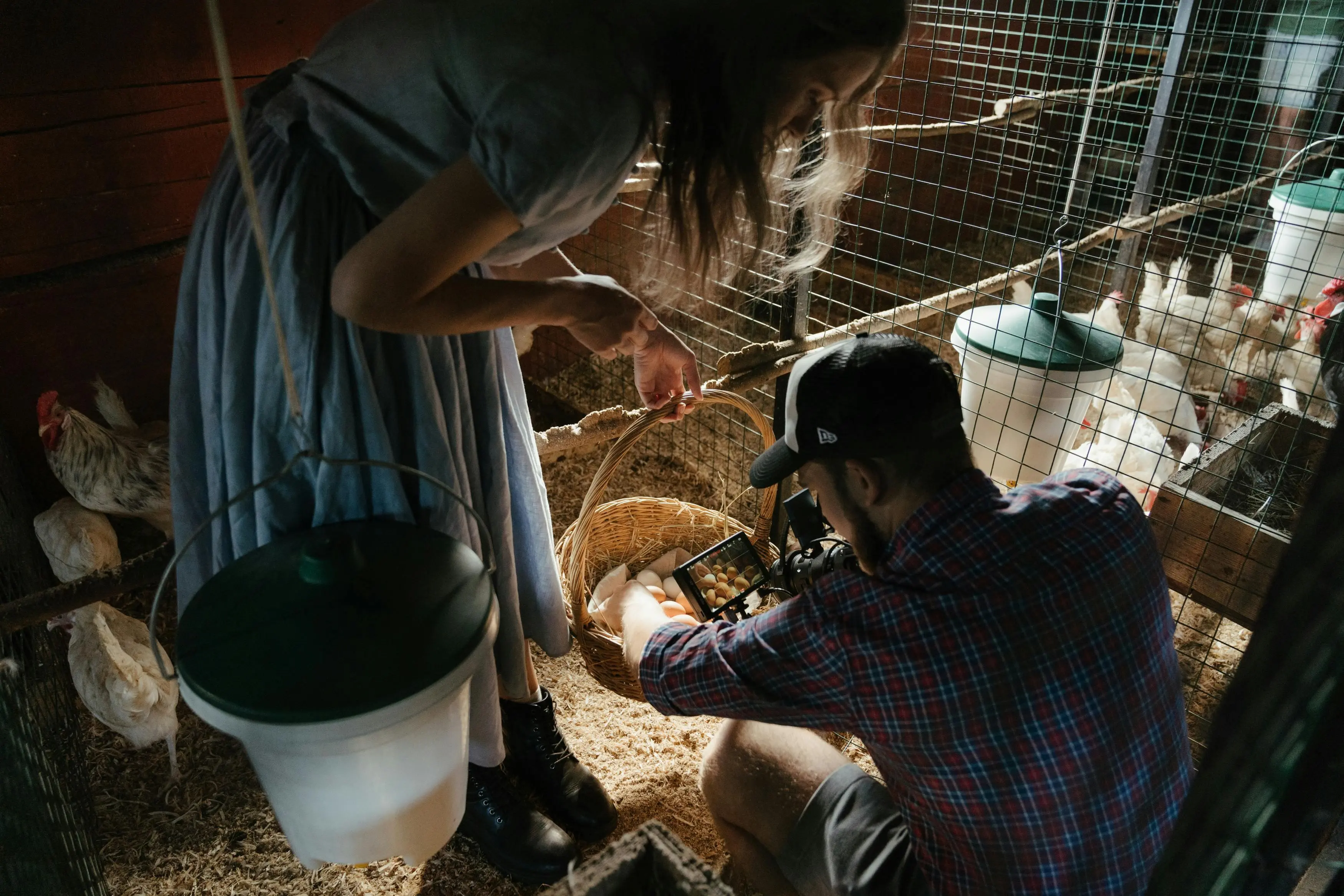 Peternak Harus Tahu! Inilah Inovasi Pakan Organik untuk Ayam Pedaging