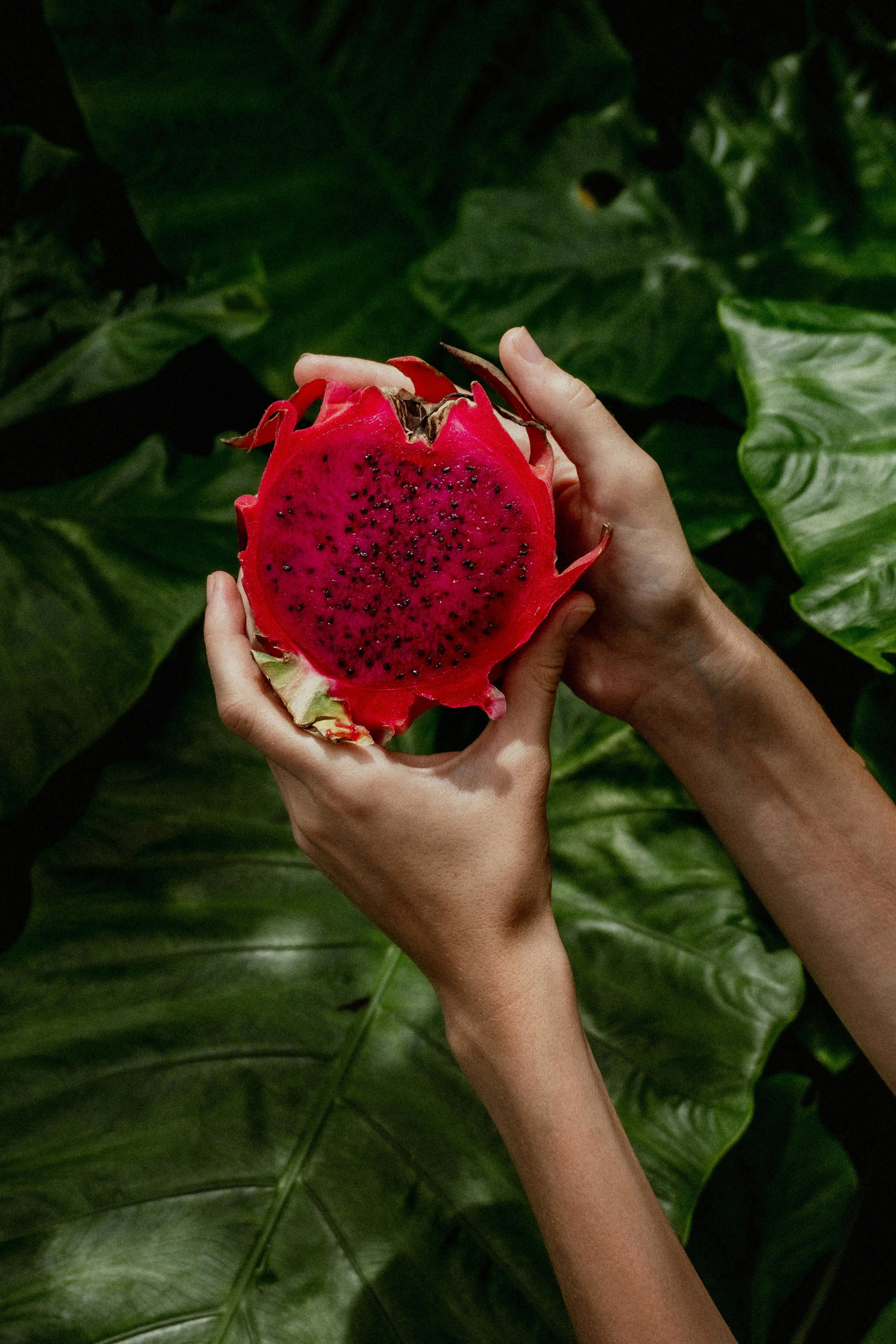 Peran Buah Naga dalam Membantu Menurunkan Kolesterol