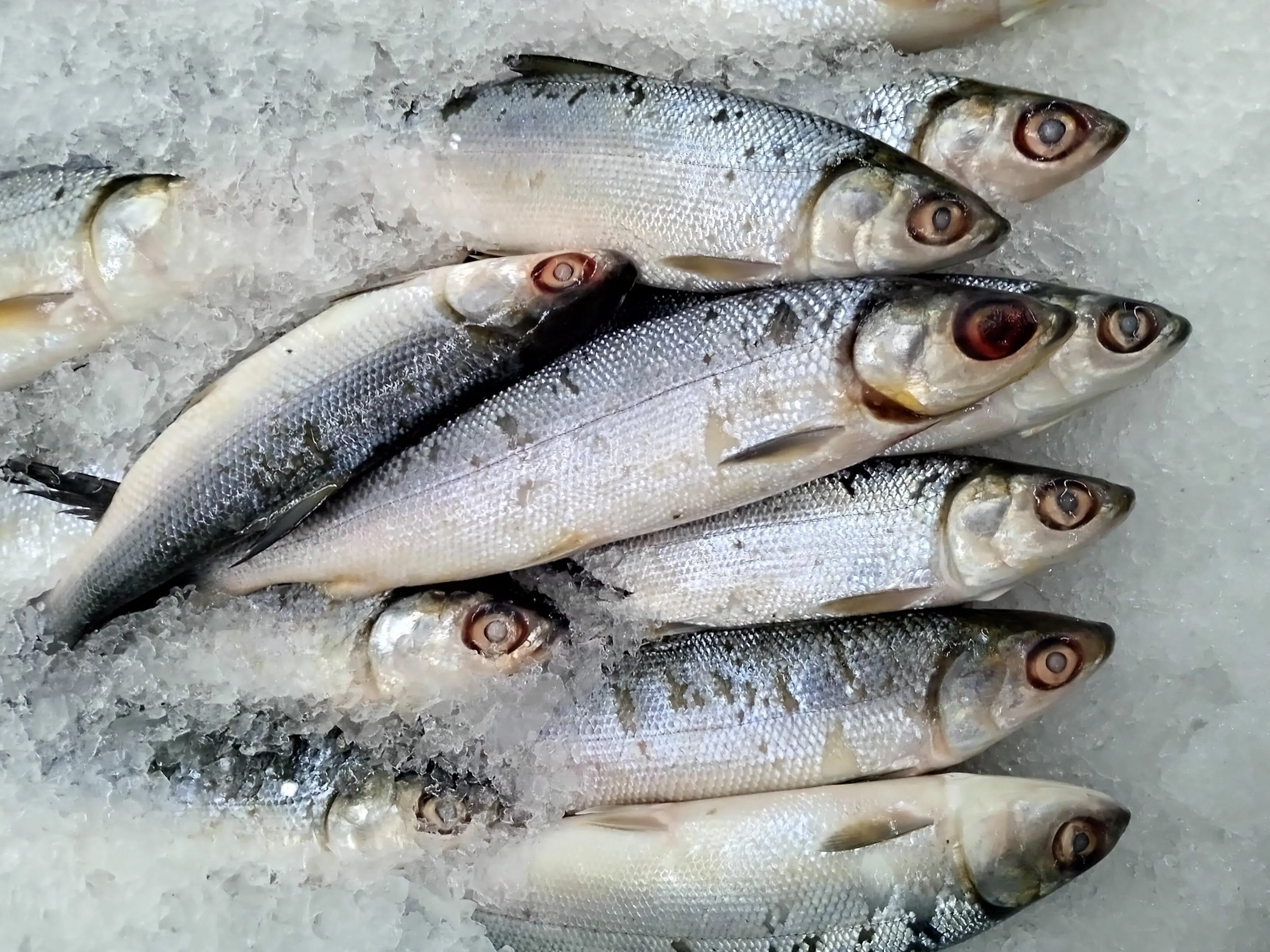Update Bapanas: Harga Ikan Kembung dan Tongkol Mulai Naik, Bandeng Turun