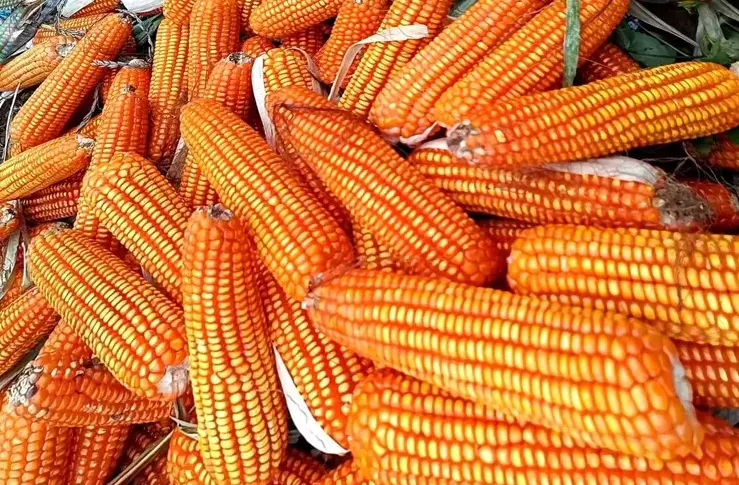 Bapanas Catat Harga Jagung, Kedelai, Bawang Putih, dan Cabai Turun di Pekan Ini