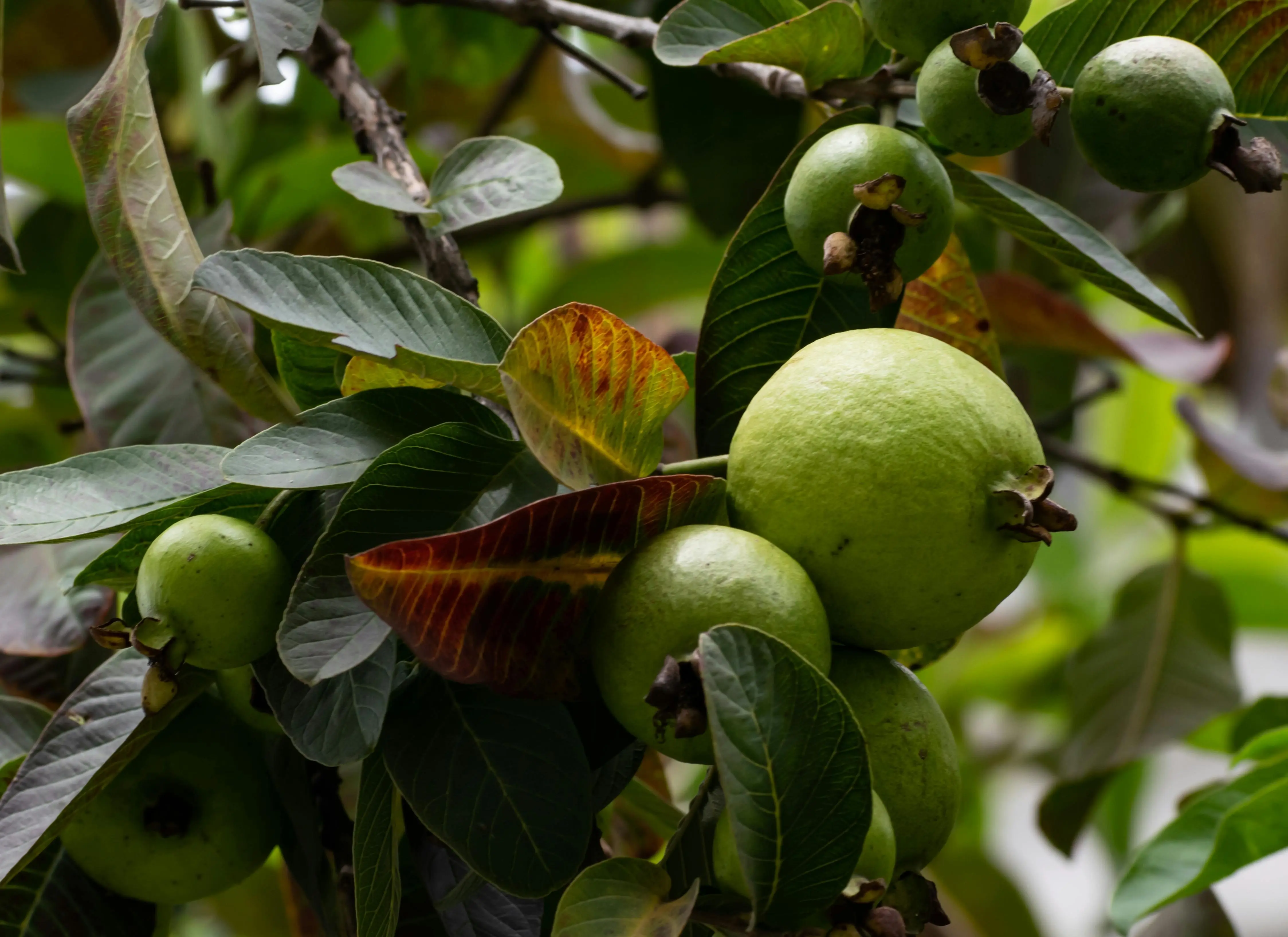 Solusi Tradisional yang Teruji Sains: Kenapa Daun Jambu Efektif Mengatasi Diare