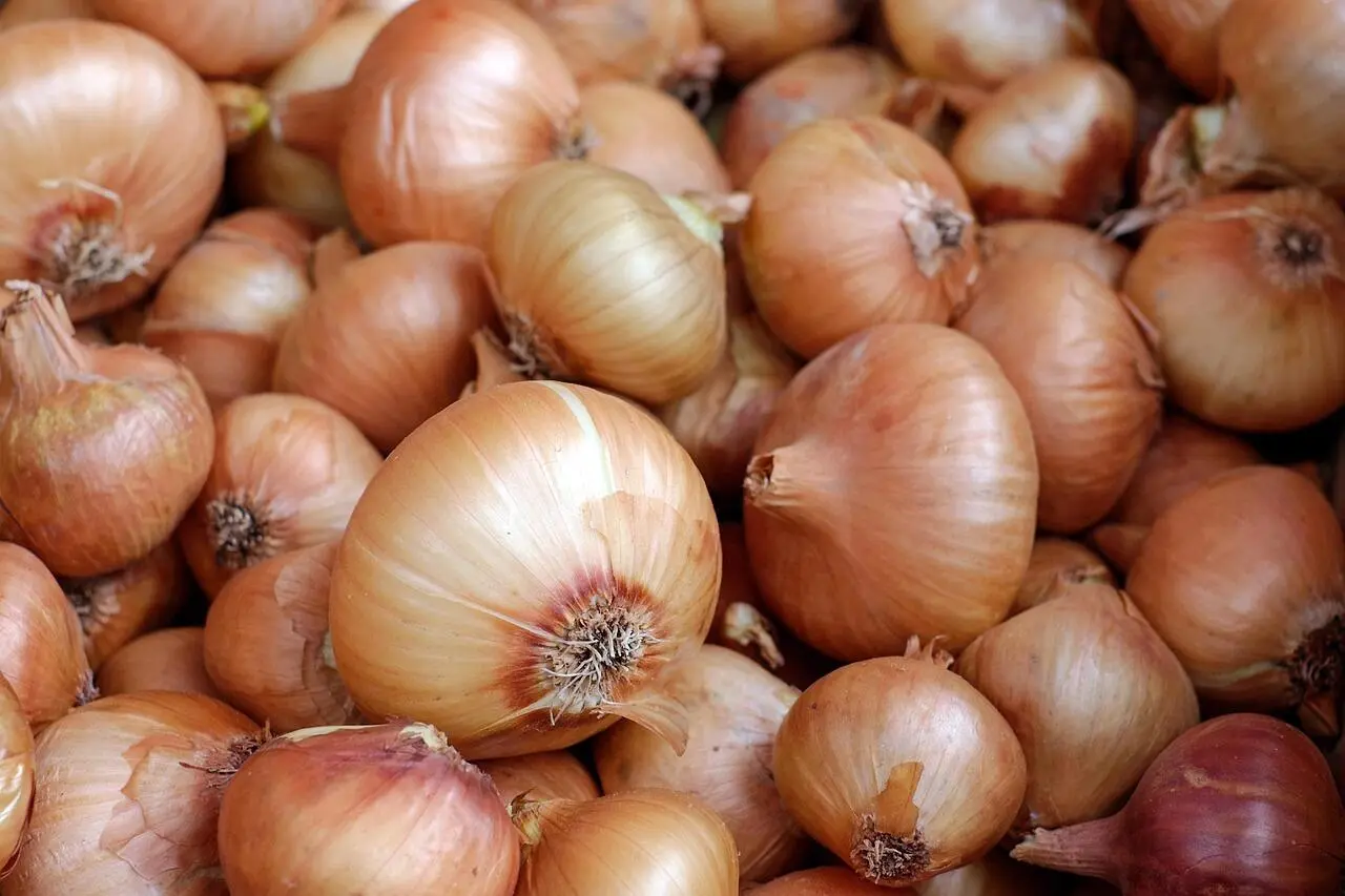 Quercetin dan Sulfur: Mengapa Bawang Bombai Menjadi Fokus Utama Penelitian Pencegahan Kanker
