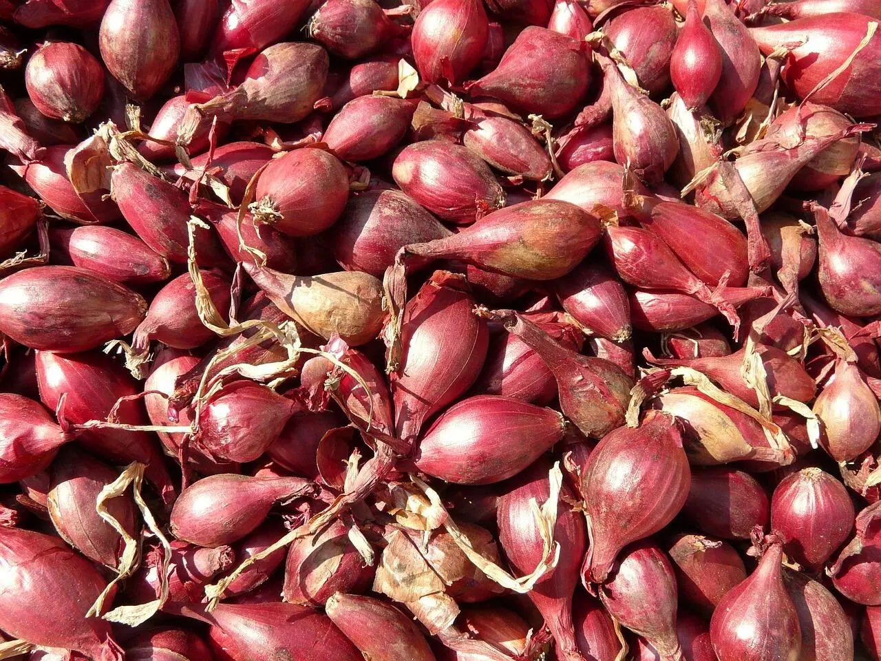 Peran Bawang Merah dalam Masakan Mediterania
