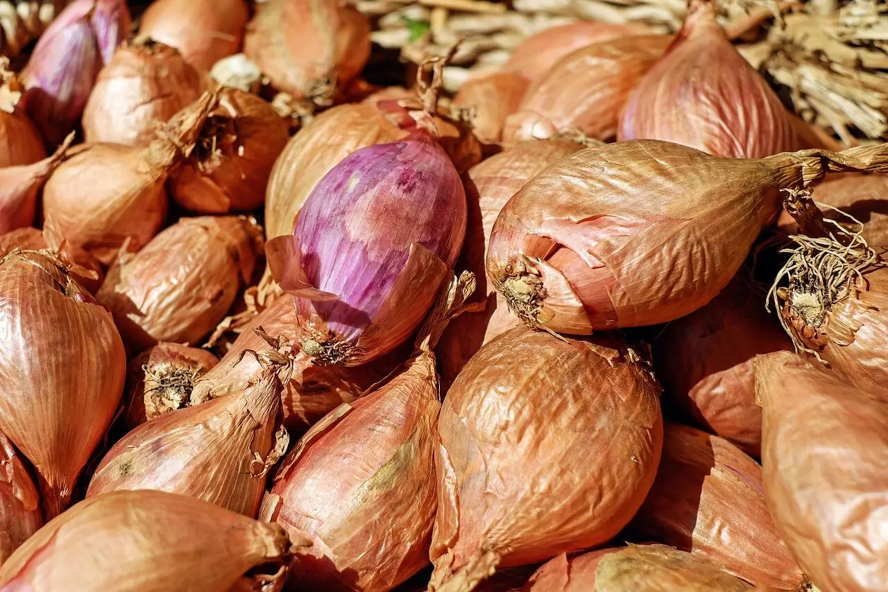 Hubungan Bawang Merah dengan Imunitas Tubuh