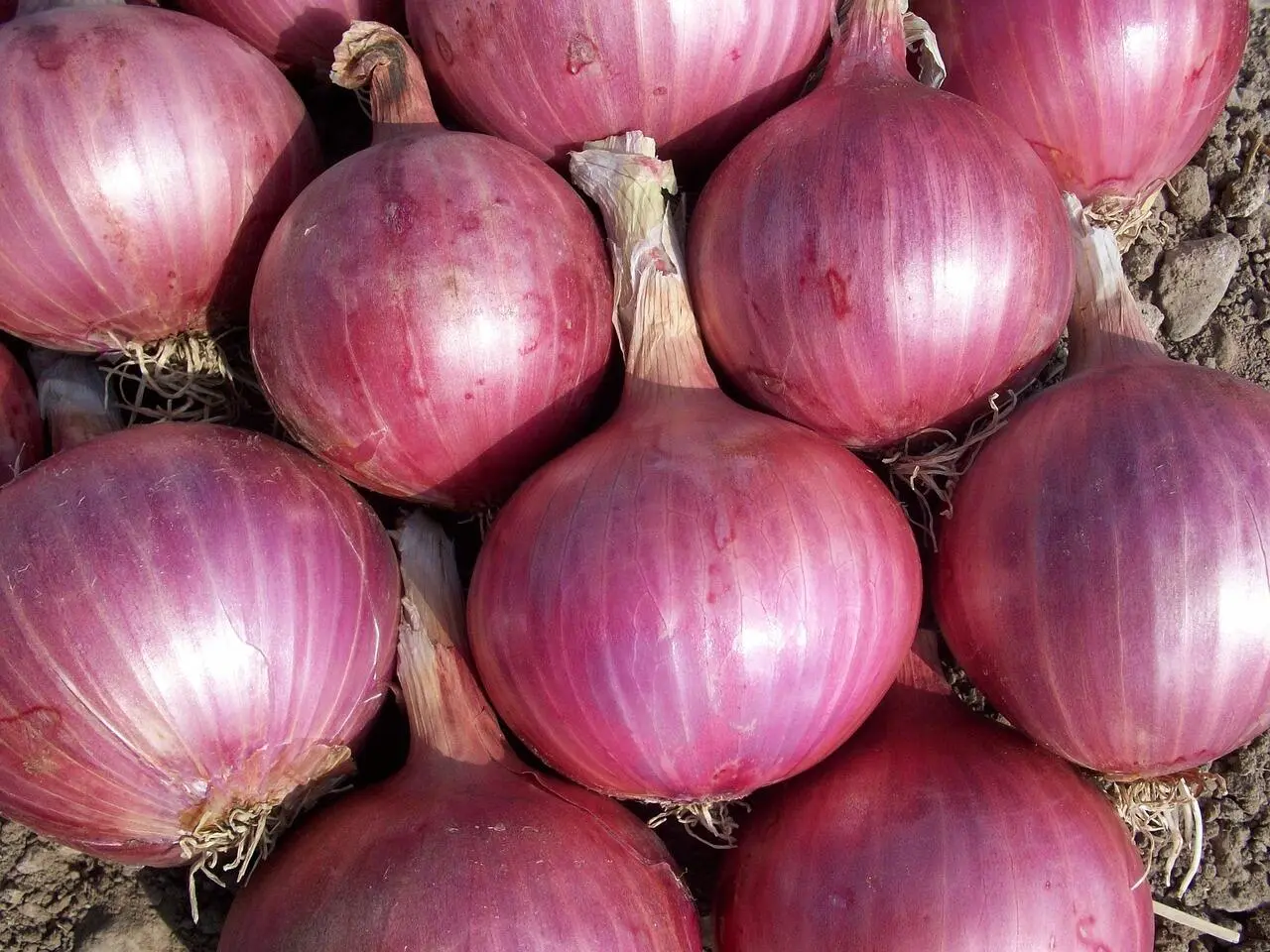 Penggunaan Bawang Merah pada Perawatan Rambut