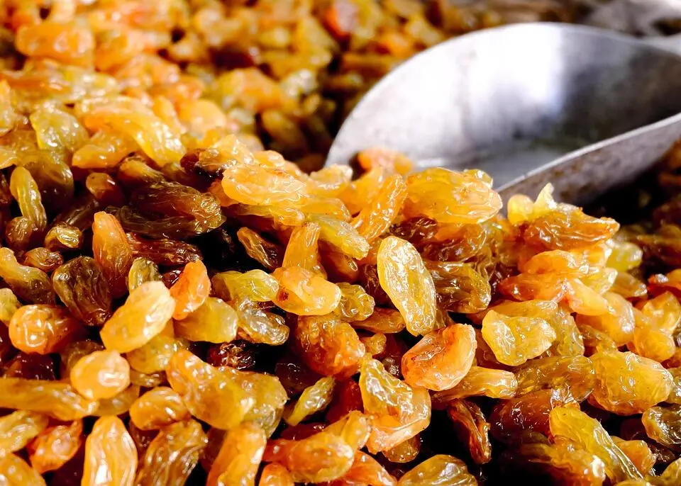 Luar Biasa! Ini Alasan Ilmiah Mengapa Kismis Wajib Masuk Daftar Superfood Harian Anda