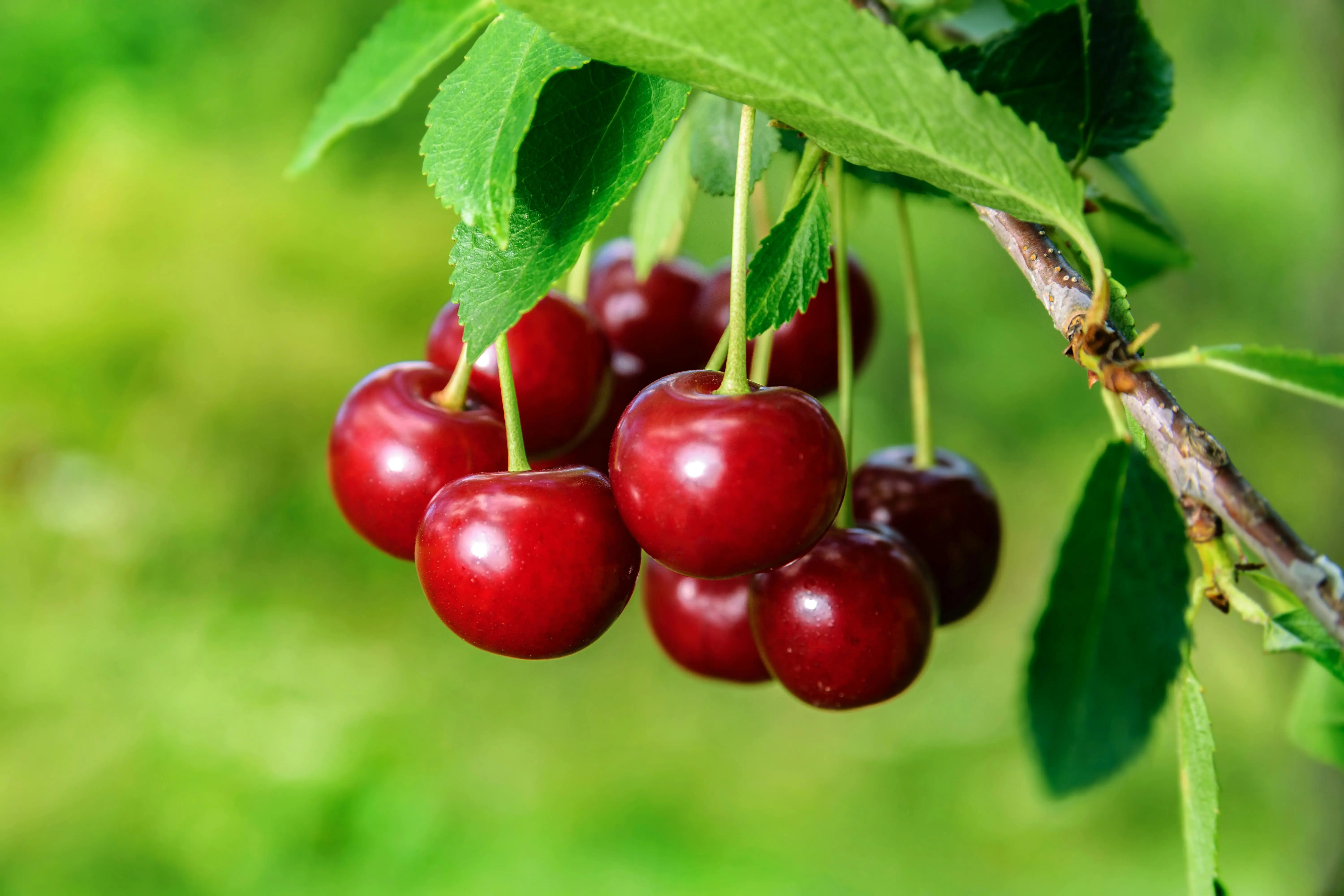 Ceri Bukan Sekadar Buah: Inilah Manfaat Alaminya untuk Membantu Meredakan Nyeri Sendi