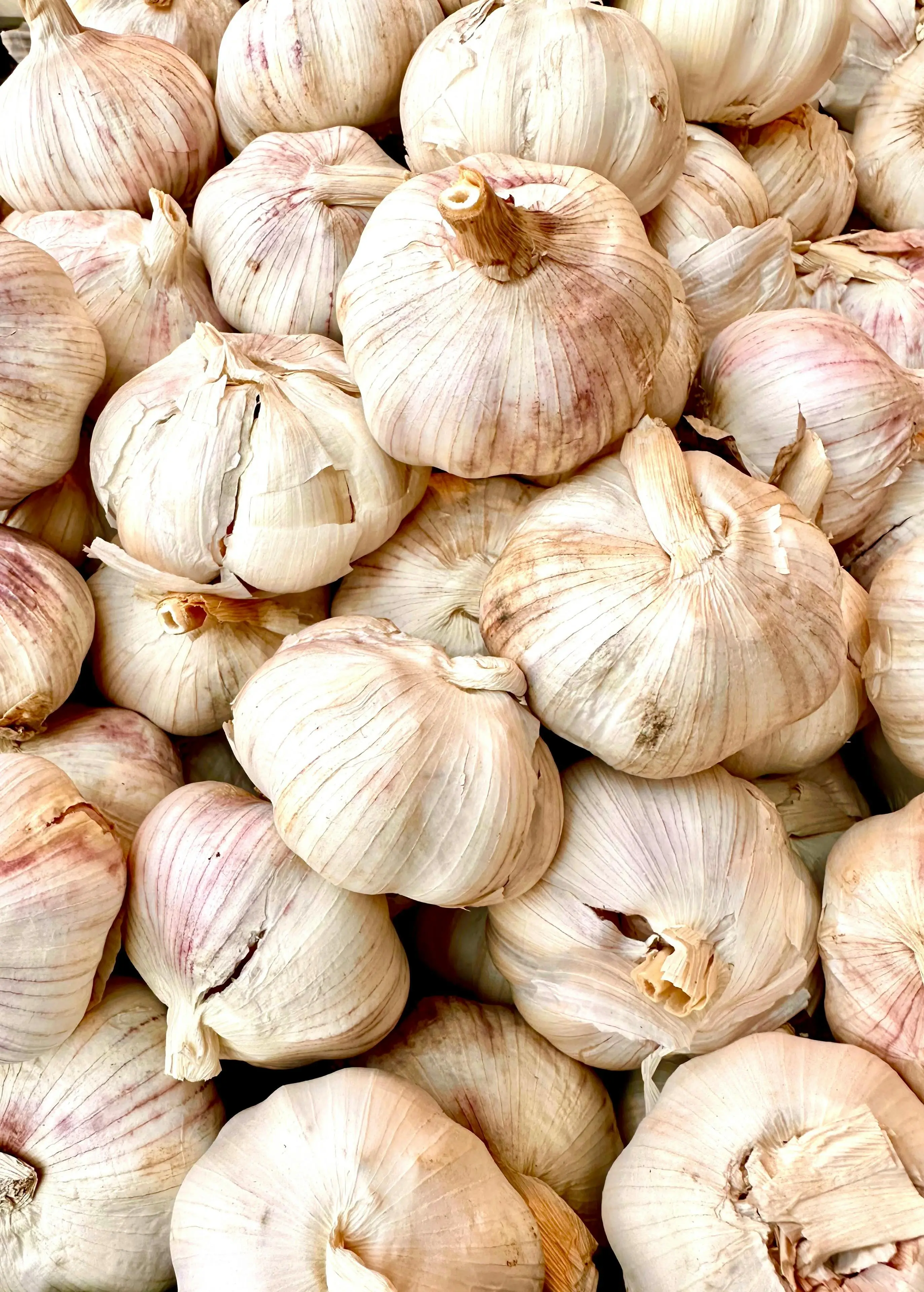 Efek Konsumsi Bawang Putih pada Tekanan Darah Tinggi