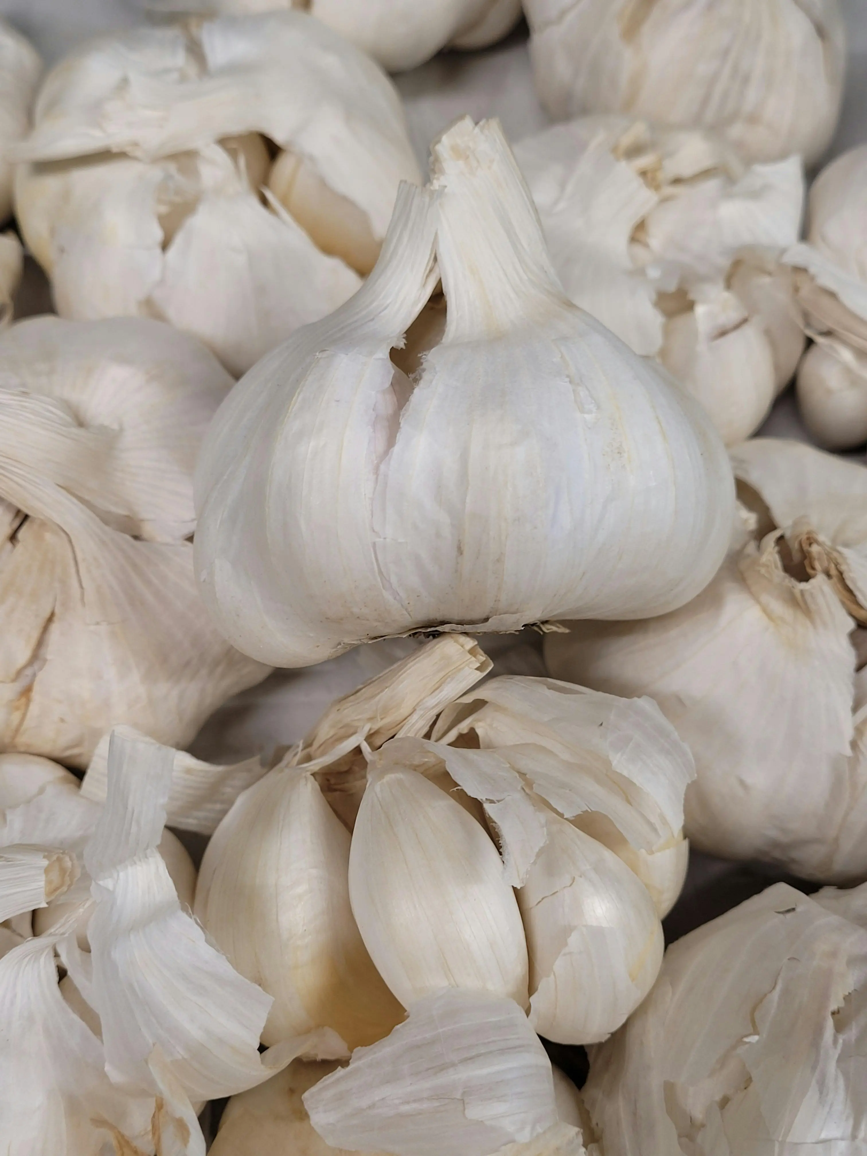 Rahasia Pengobatan Kuno: Mengupas Tuntas Manfaat Bawang Putih sebagai Suplemen Herbal Modern