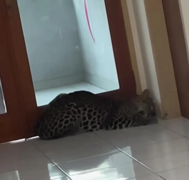 Evakuasi Sukses, Macan Tutul Liar di Hotel Anugerah Bandung Kini Dibawa ke Lembang Park Zoo