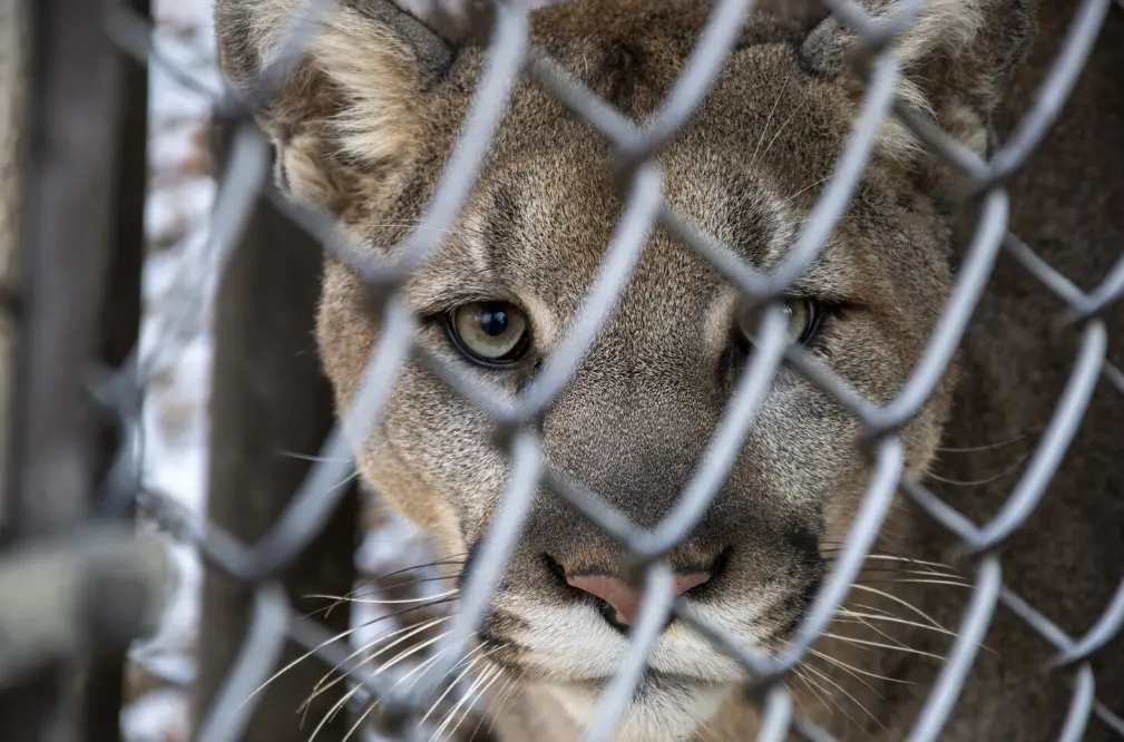 Heboh! Evakuasi Macan Tutul yang Masuk Hotel di Bandung, Diduga Kabur dari Lembang Park Zoo