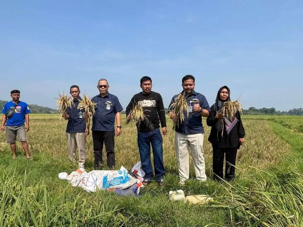 BULOG Jawa Barat Pastikan Penyerapan Gabah Petani Sesuai Arahan Pemerintah dan Dukung Program KDMP dan MBG