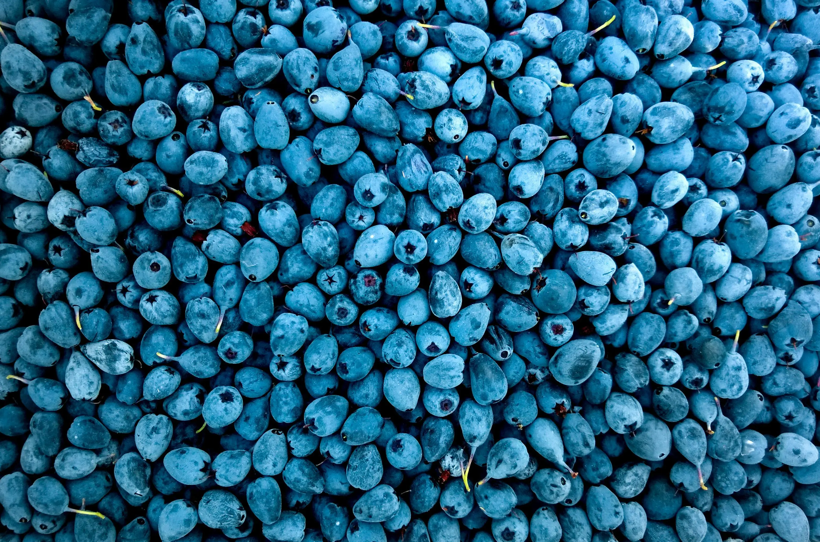 Penggunaan Pigmen Anthocyanin Pada Blueberry Sebagai Pewarna Alami