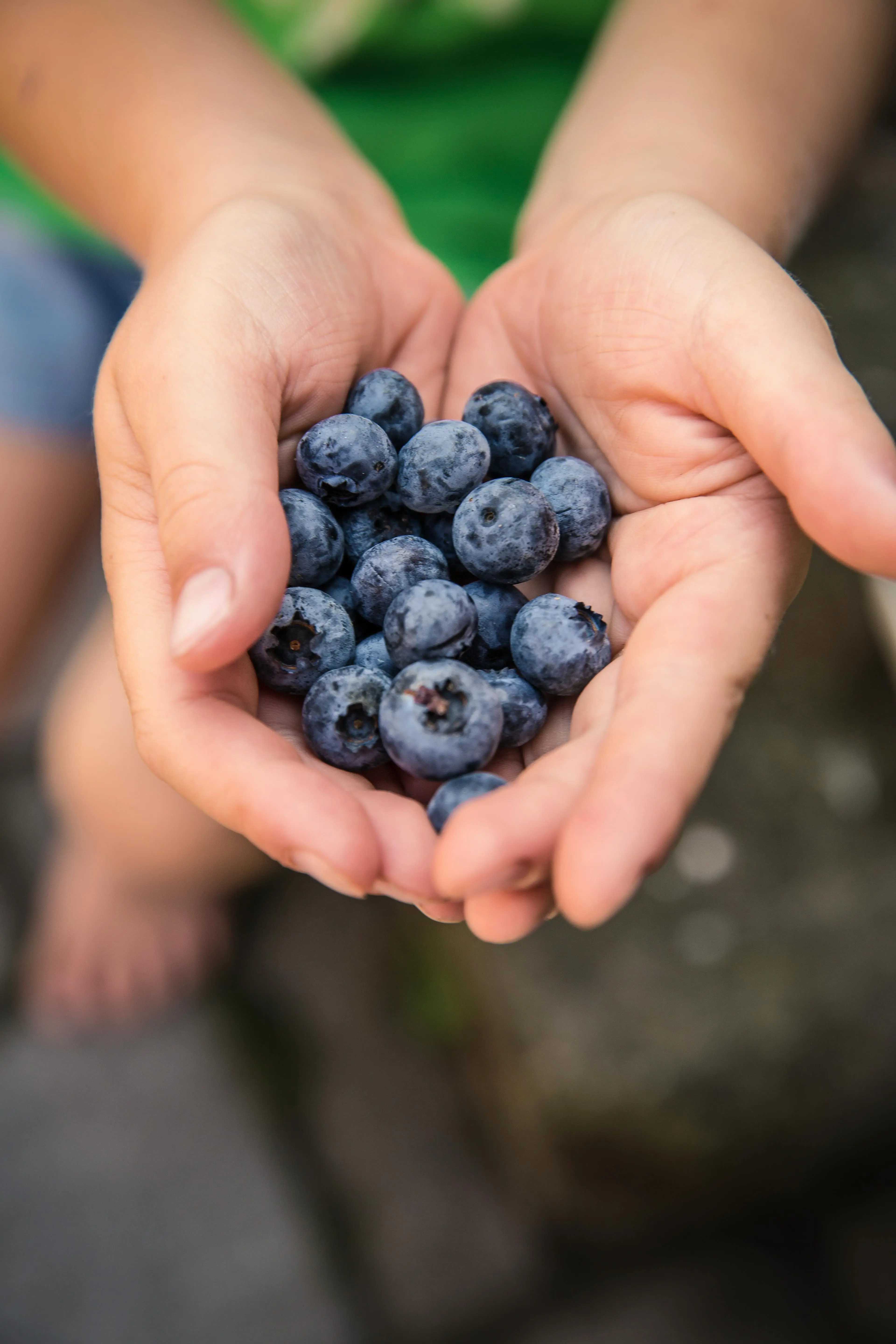 Partikel Mungil Kekuatan Besar: Mengulas Potensi Ekstrak Blueberry dalam Terapi Kanker Modern