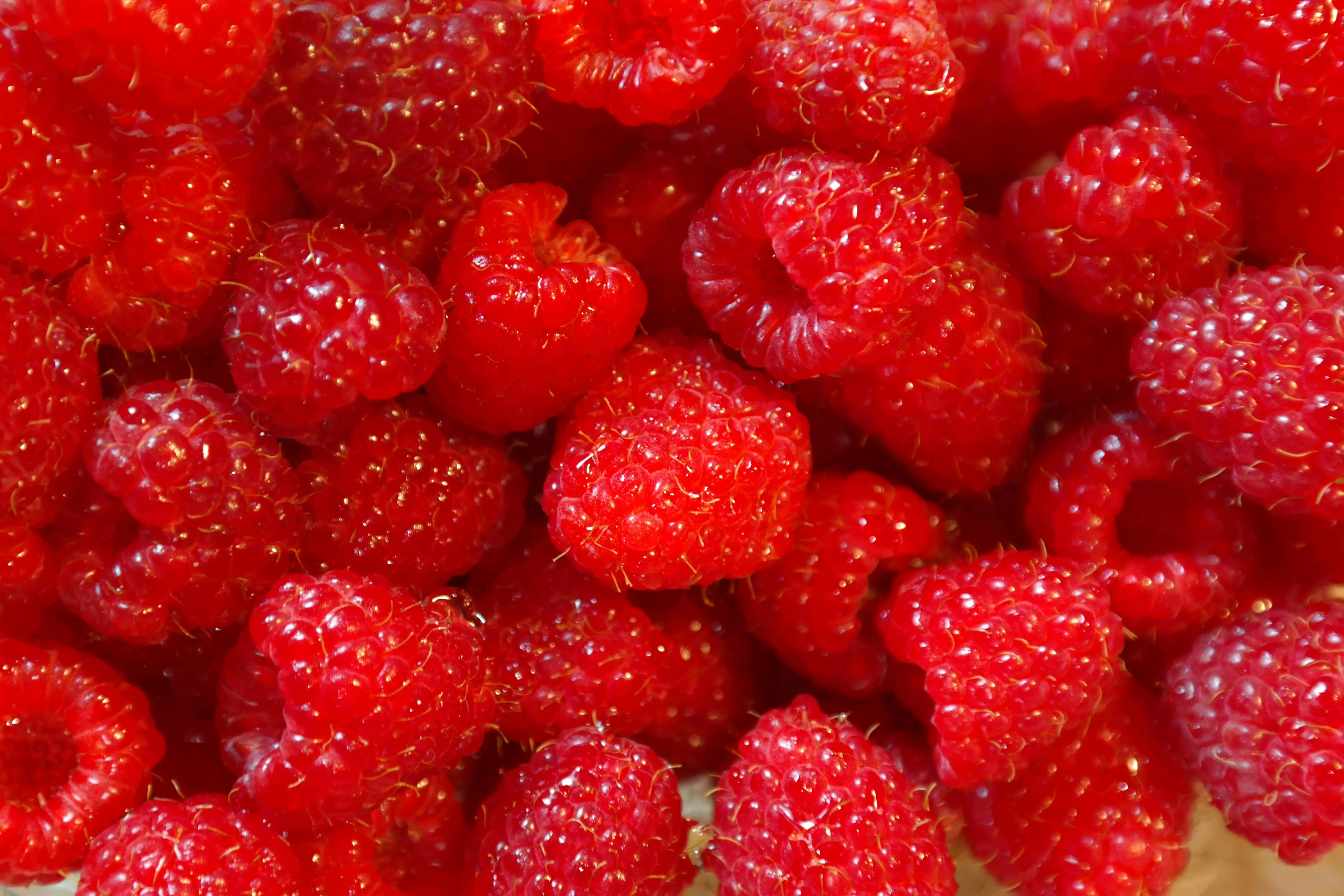 Kupas Tuntas Raspberry: Mengapa Varietas Musim Panas dan Musim Gugur Membutuhkan Perawatan Berbeda