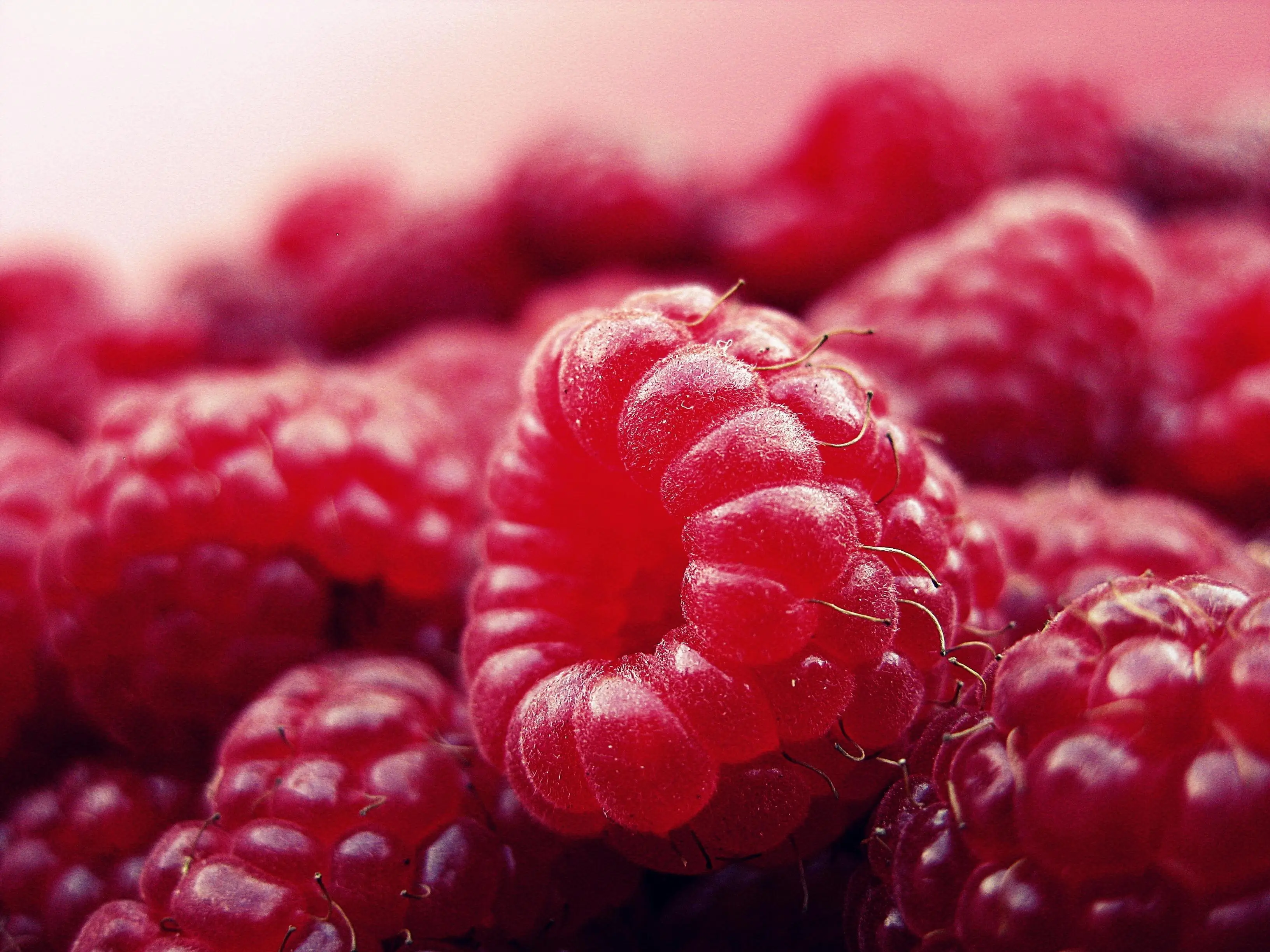 Raspberry sebagai Sumber Antioksidan Anti Aging yang Dapat Membantu Melawan Penuaan Dini