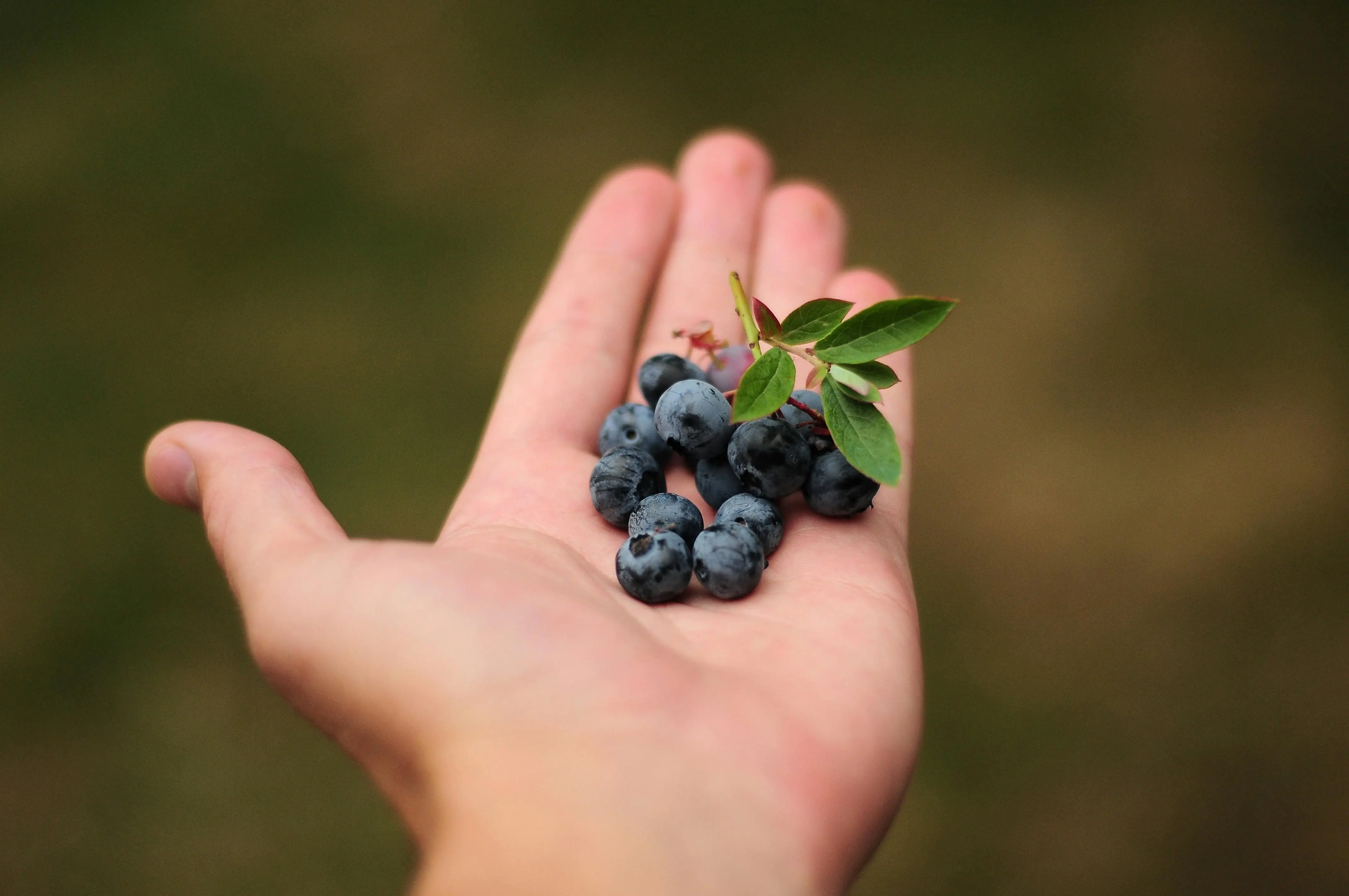 Peran Anthocyanin dalam Blueberry yang Membantu Menjaga Tubuh Tetap Sehat