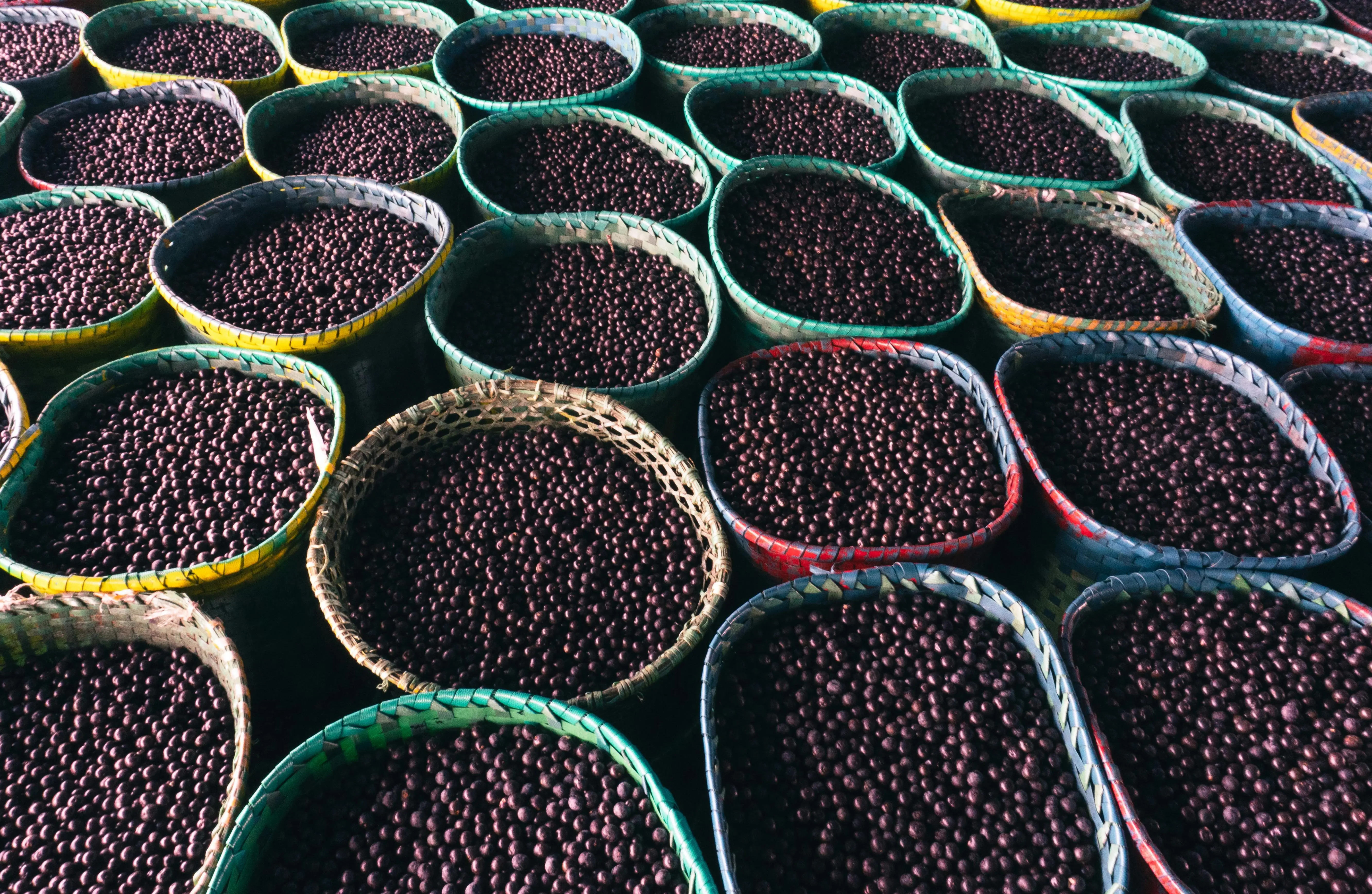 Acai Berry dan Dampaknya pada Metabolisme Tubuh