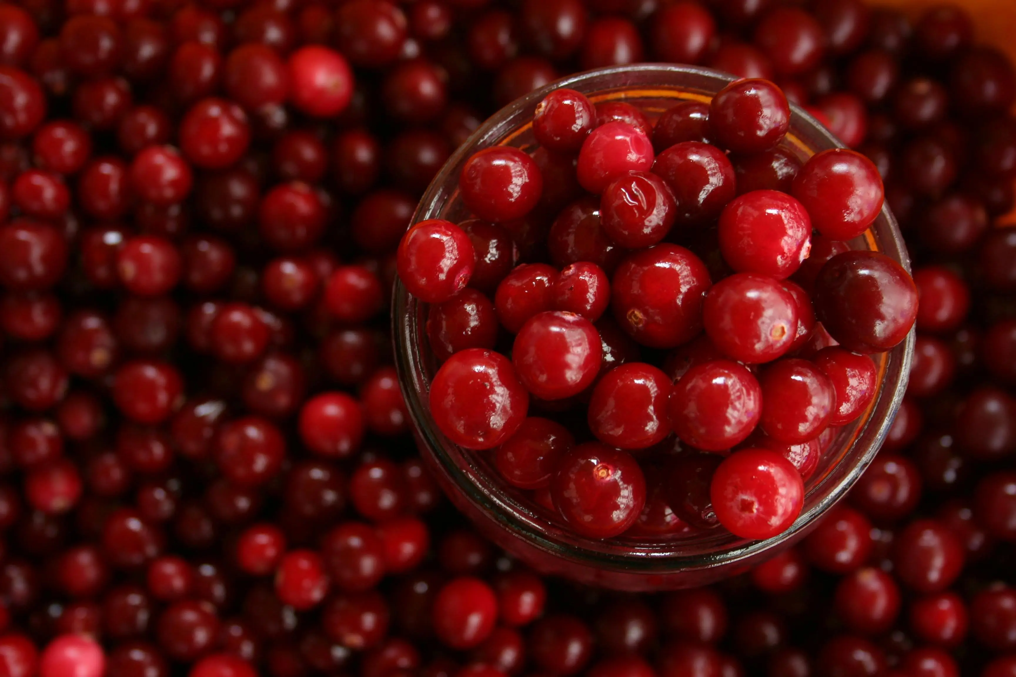 Kunci Sehat Kandung Kemih: Mengapa Cranberry Direkomendasikan sebagai Pencegah Infeksi Saluran Kemih