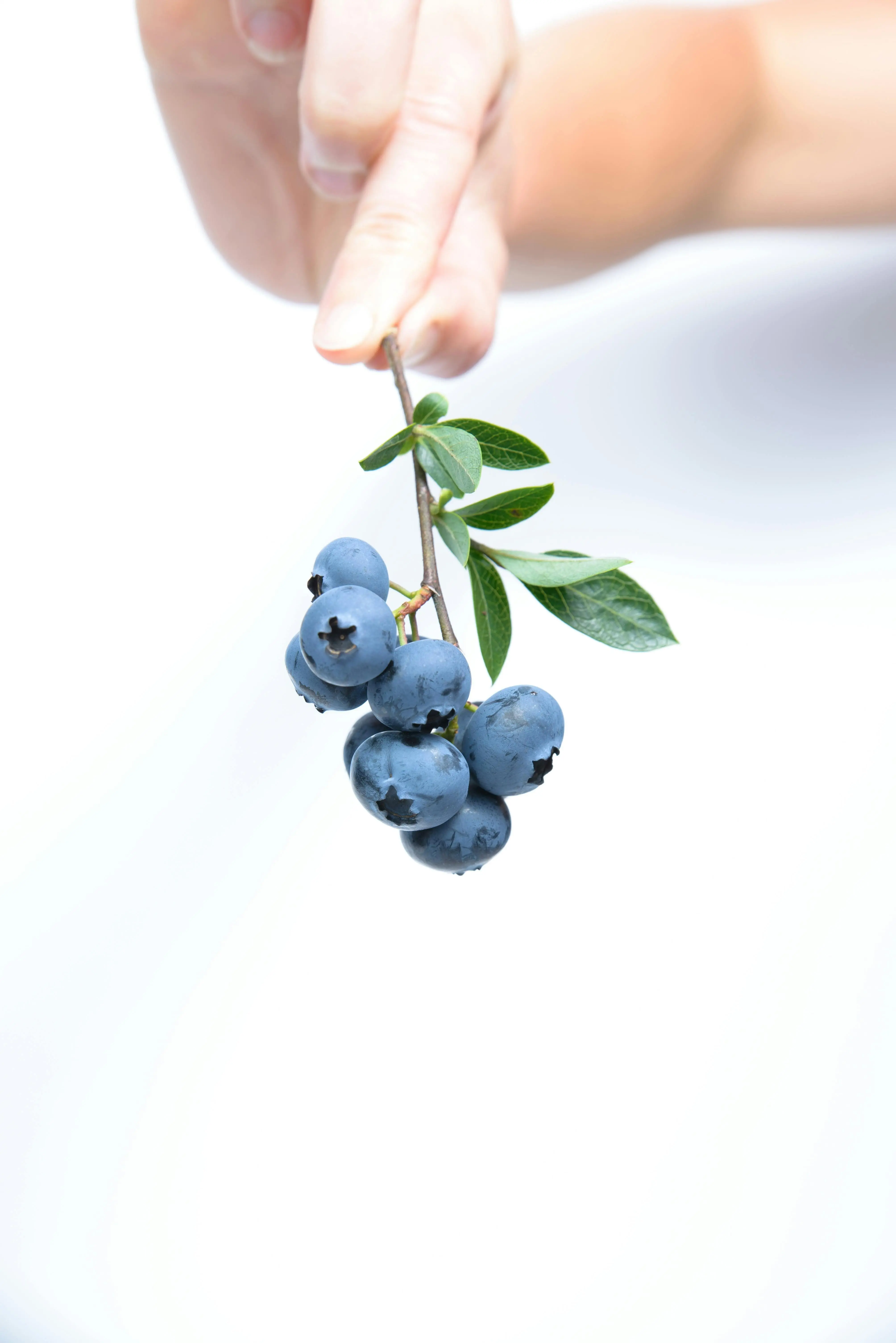Kandungan Antioksidan Tinggi pada Blueberry untuk Kesehatan Otak