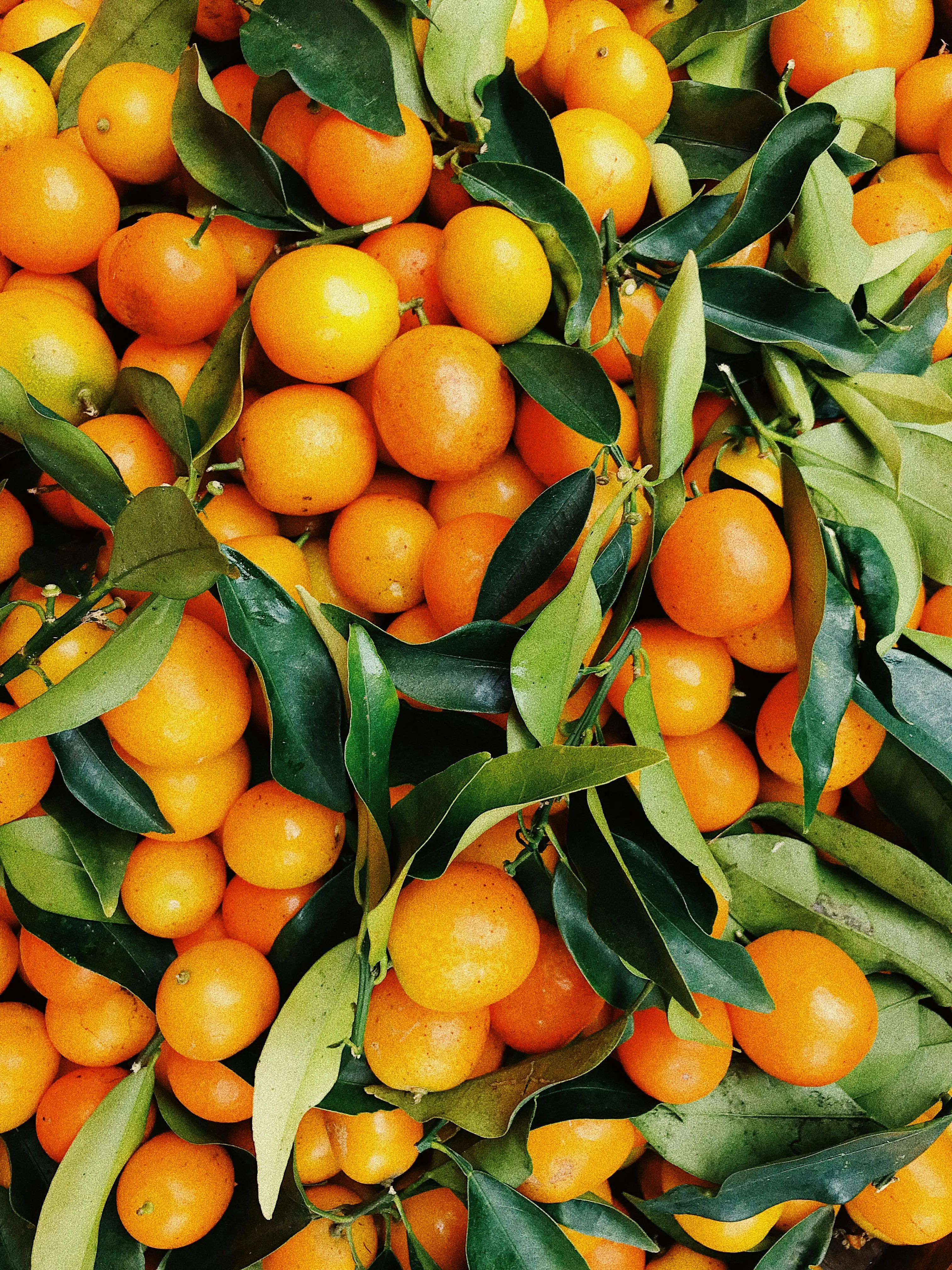 Ungkap Rahasia Flavonoid, Kunci Kesehatan Otak dalam Buah Jeruk dalam Jangka Panjang
